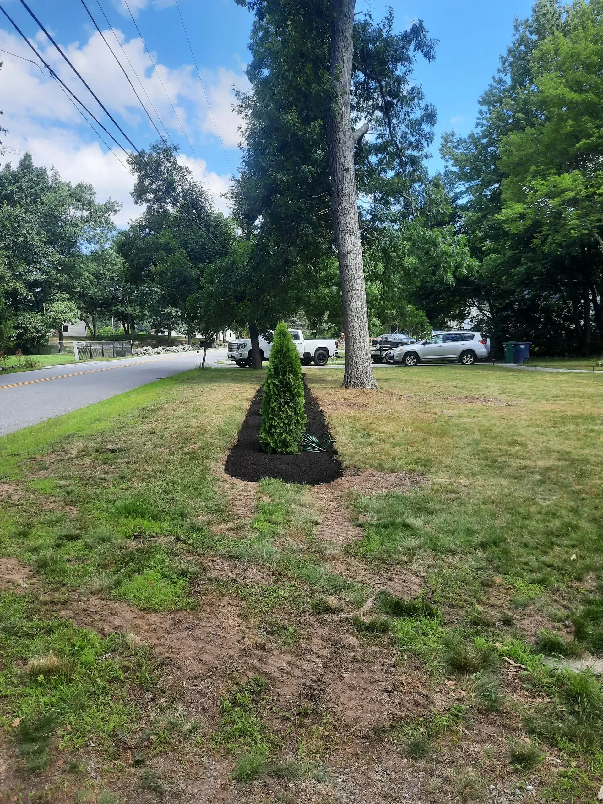 Small conical shrub beside a tall tree in a grassy roadside area with parked cars and blue sky