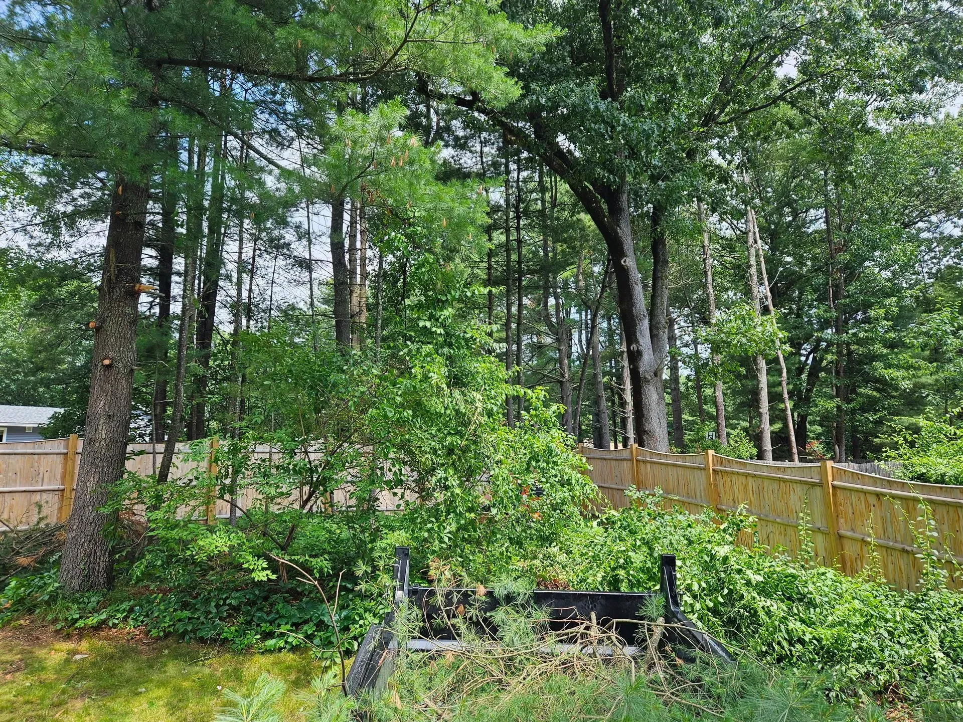 Backyard with tall trees, wooden fence, and overgrown bushes around a fire pit