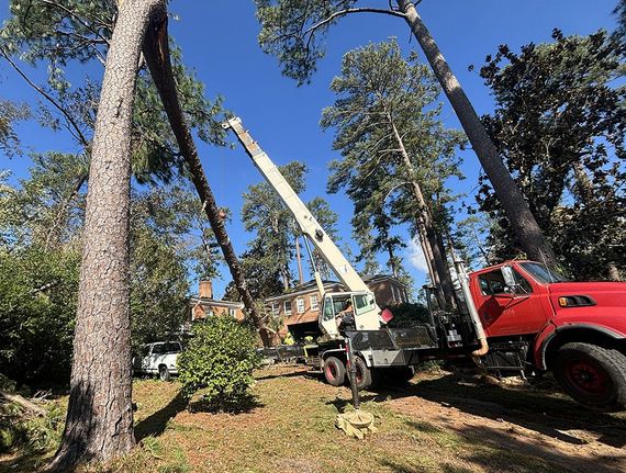Worker in a lift trimming a tree branch in a forested area
