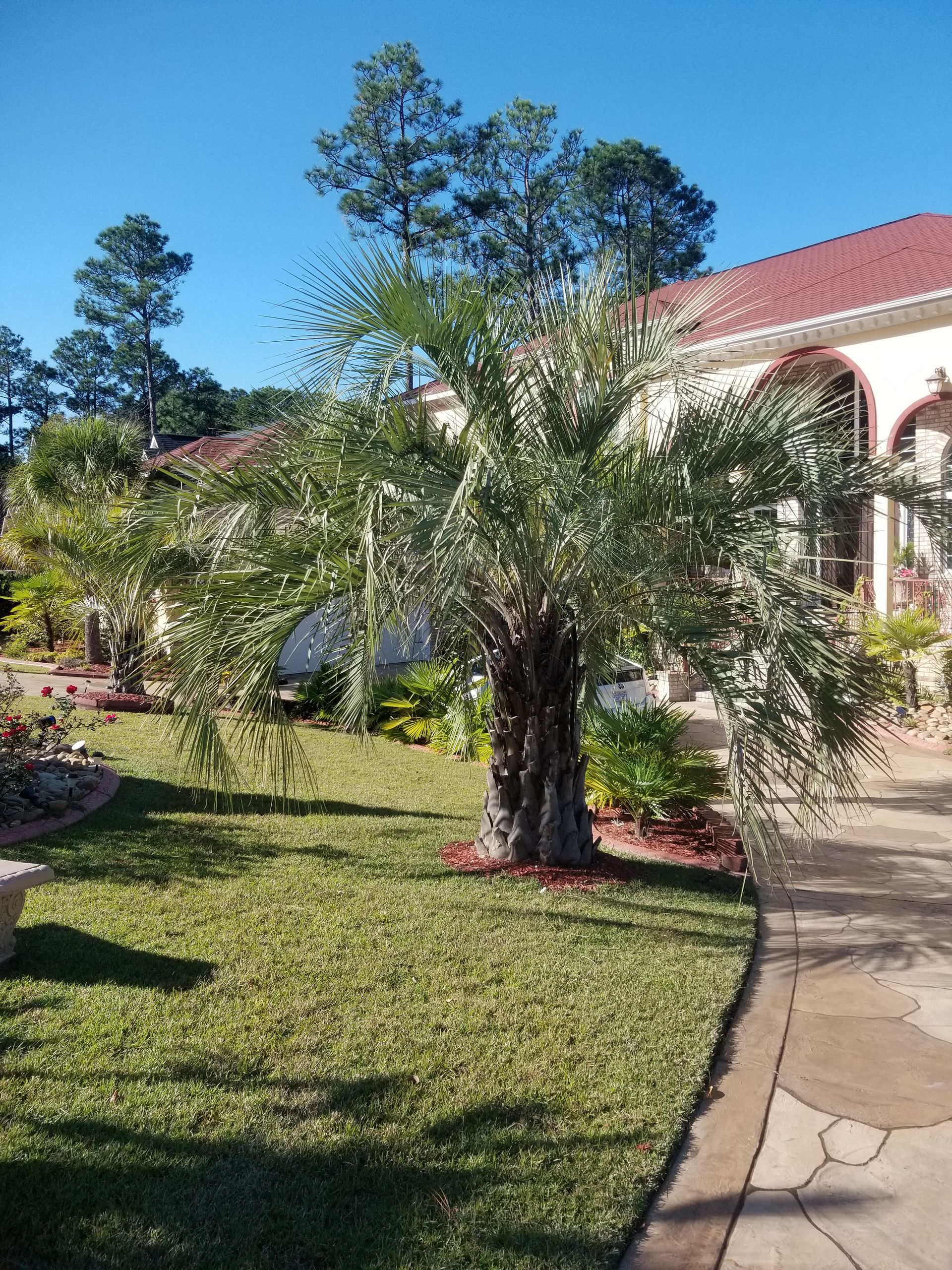 a palm tree is in the middle of a lush green lawn in front of a house