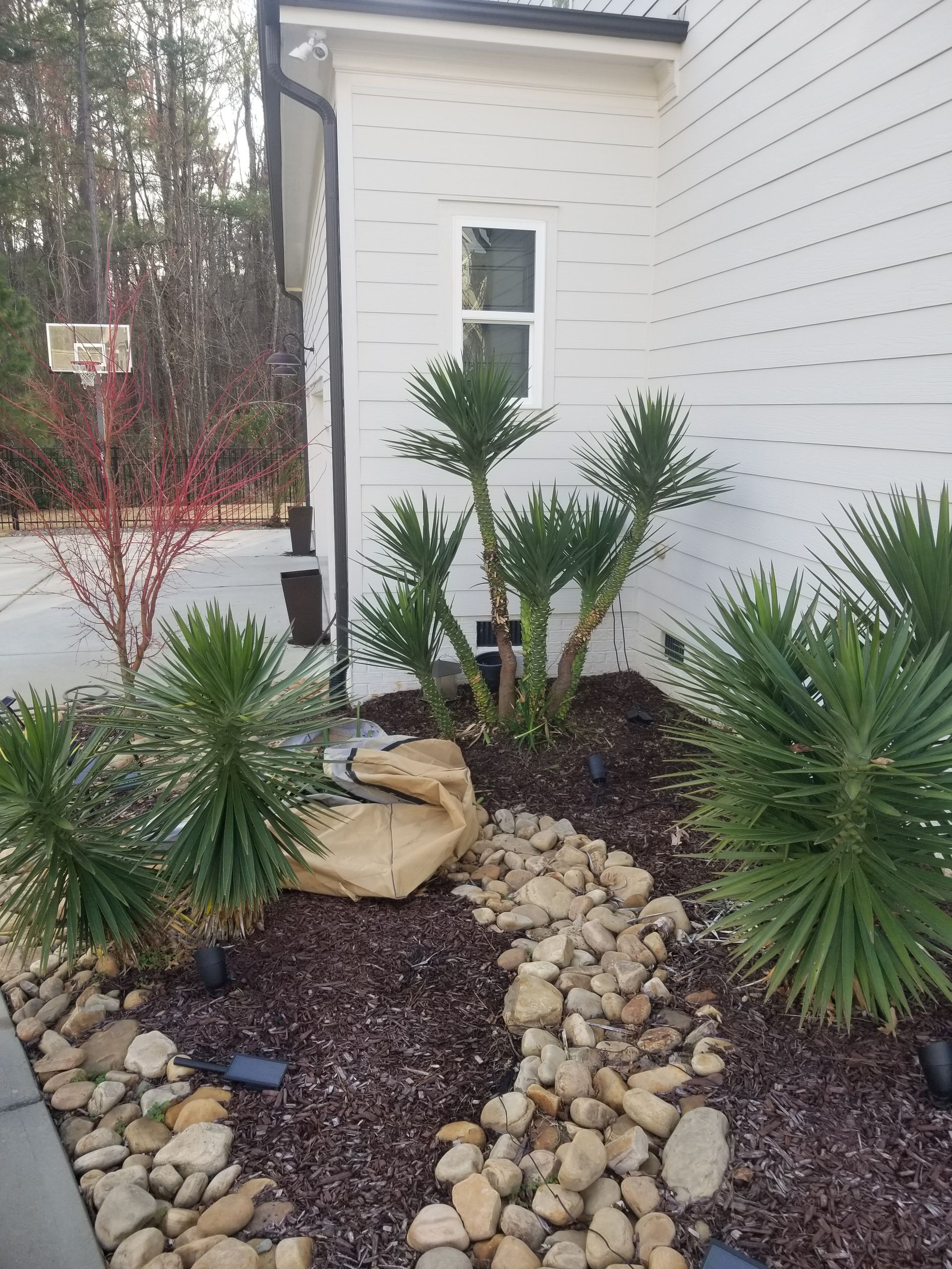 a garden with rocks and plants in front of a house