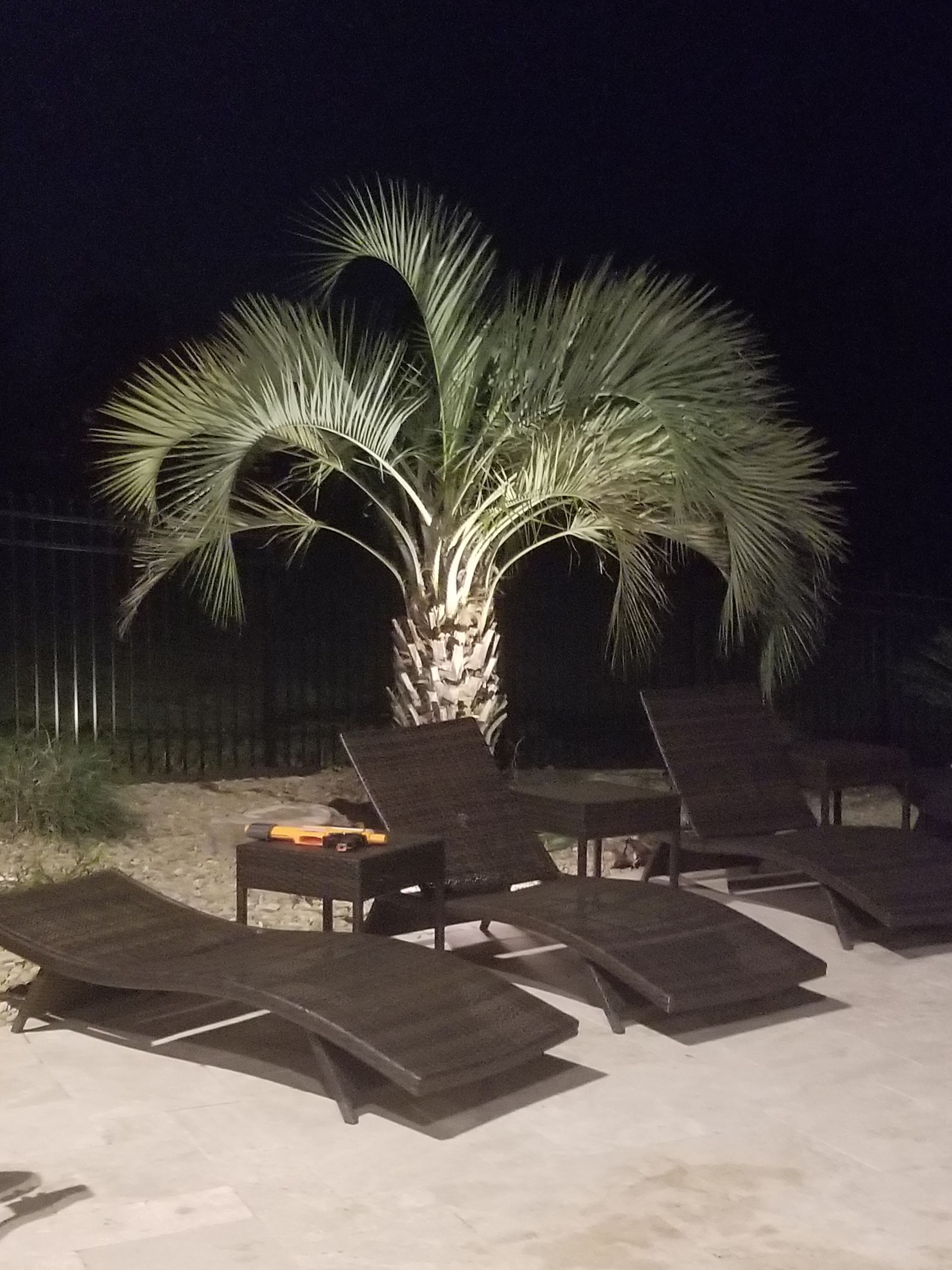 a palm tree is surrounded by lounge chairs at night