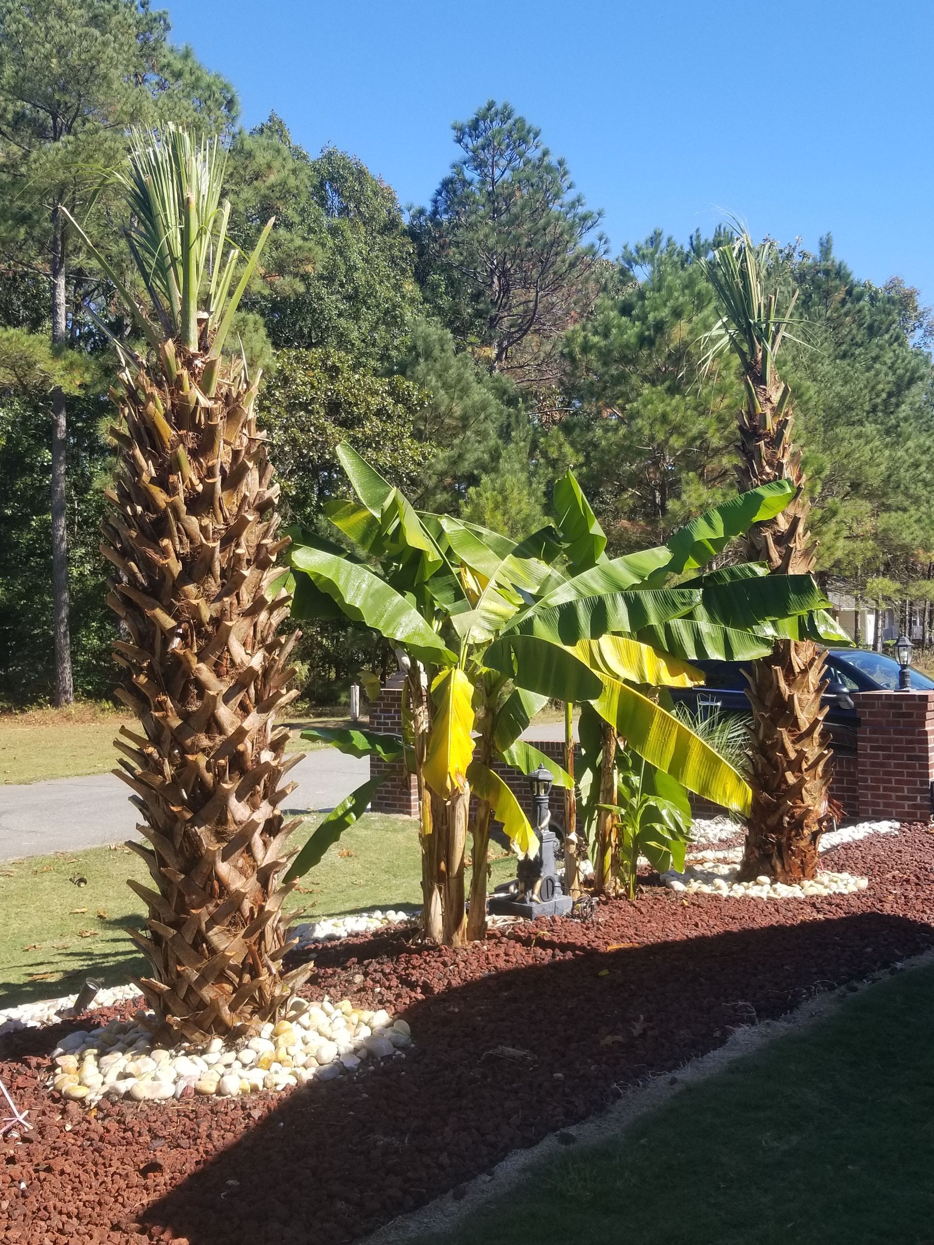 palm trees and banana trees in a garden with trees in the background