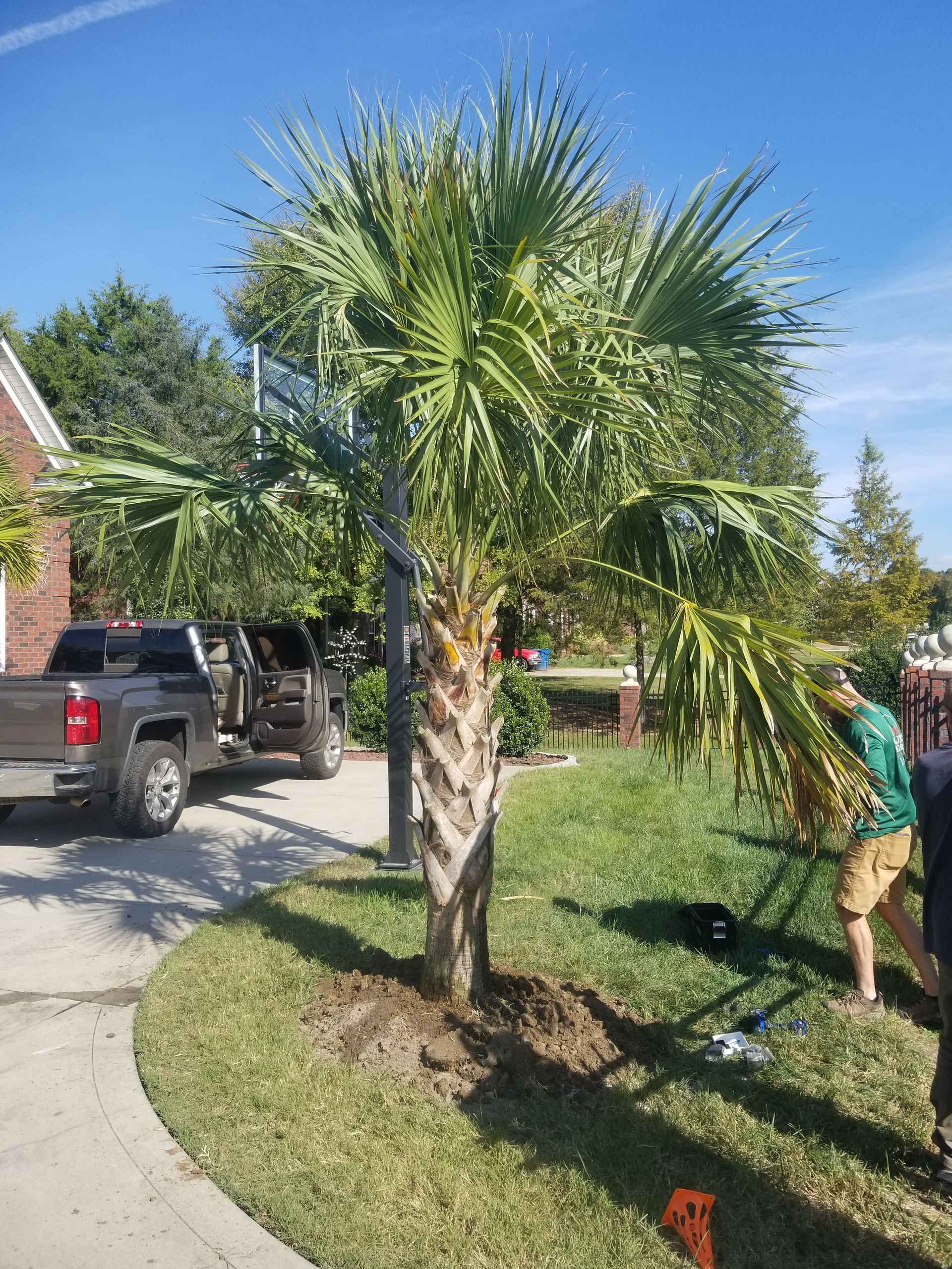 a man is planting a palm tree in a driveway next to a truck