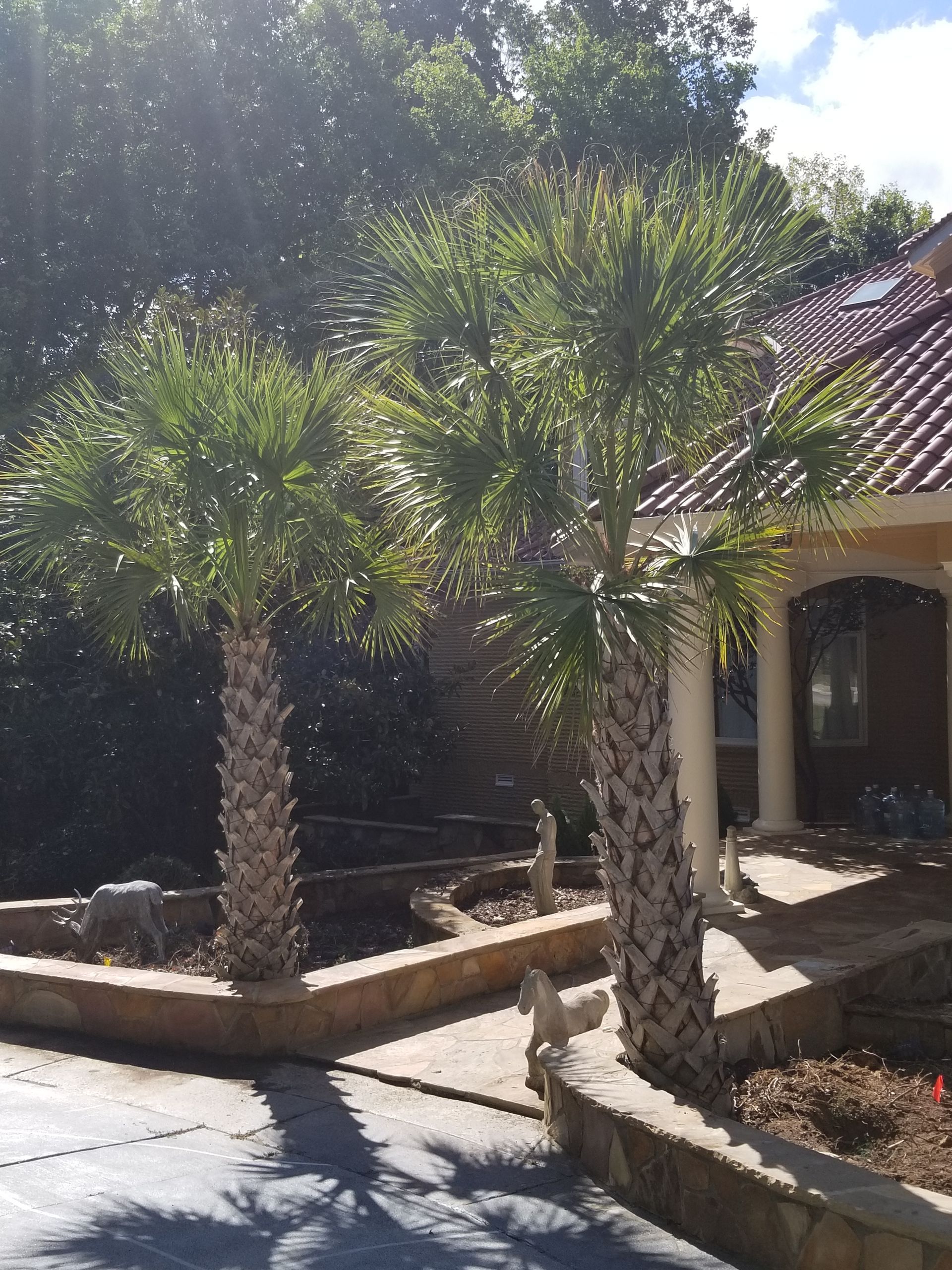 two palm trees in front of a house on a sunny day
