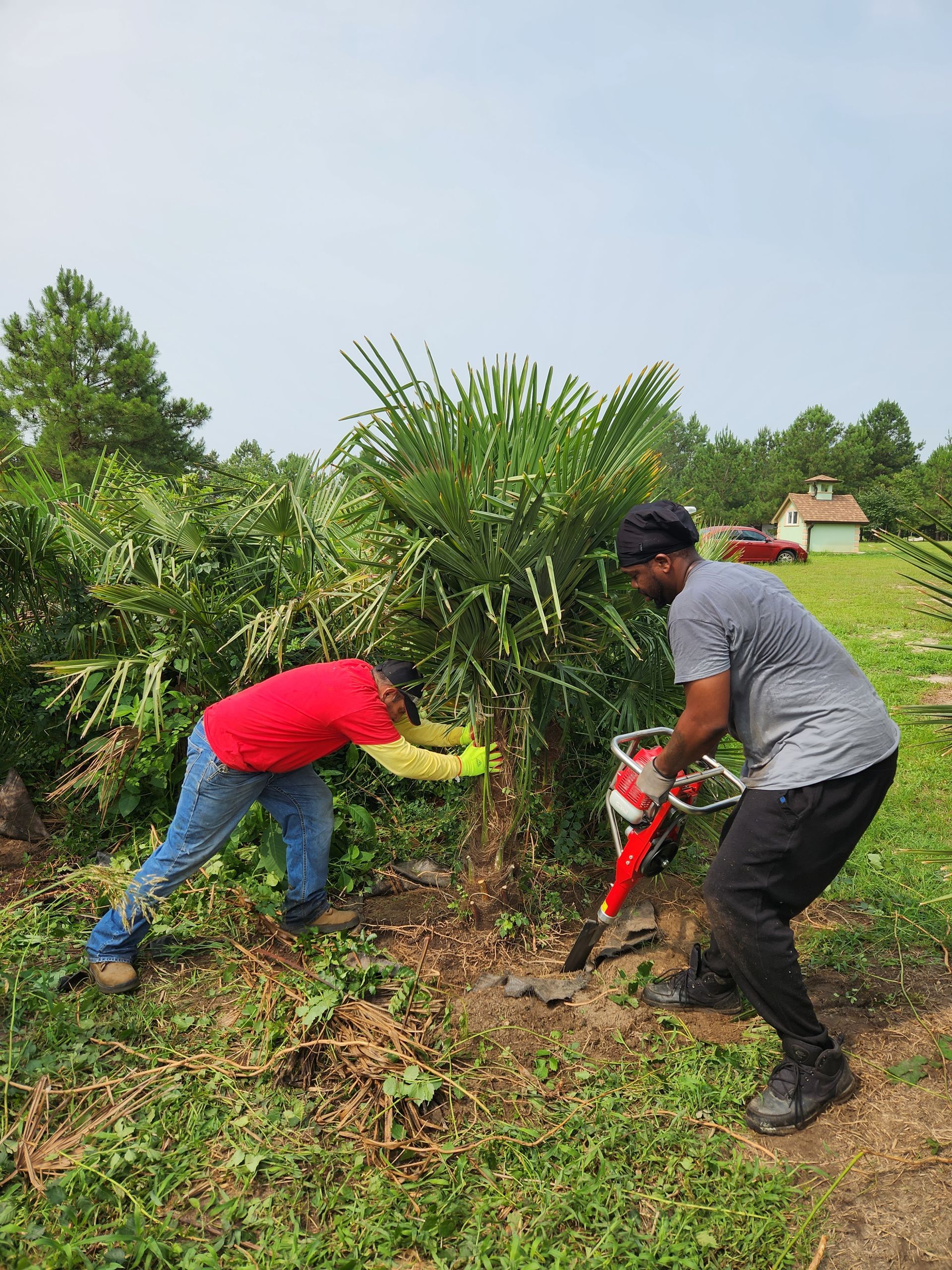 two men are working on a palm tree in a field