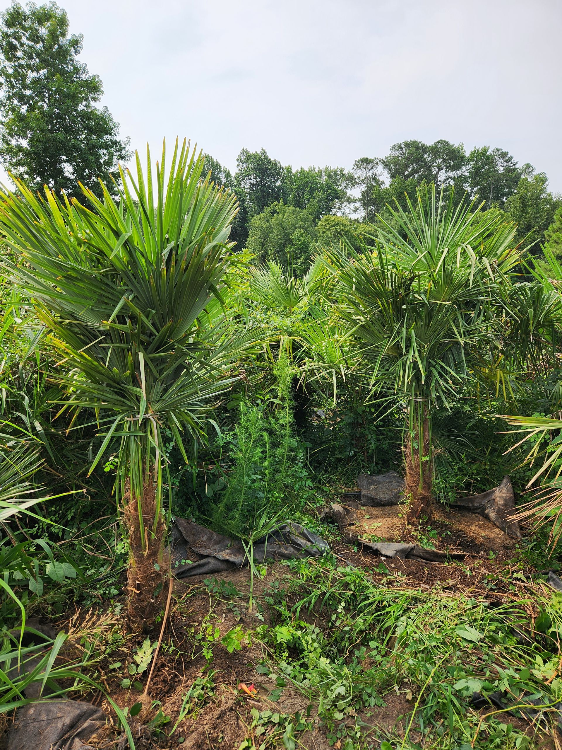 a bunch of palm trees are growing in a field