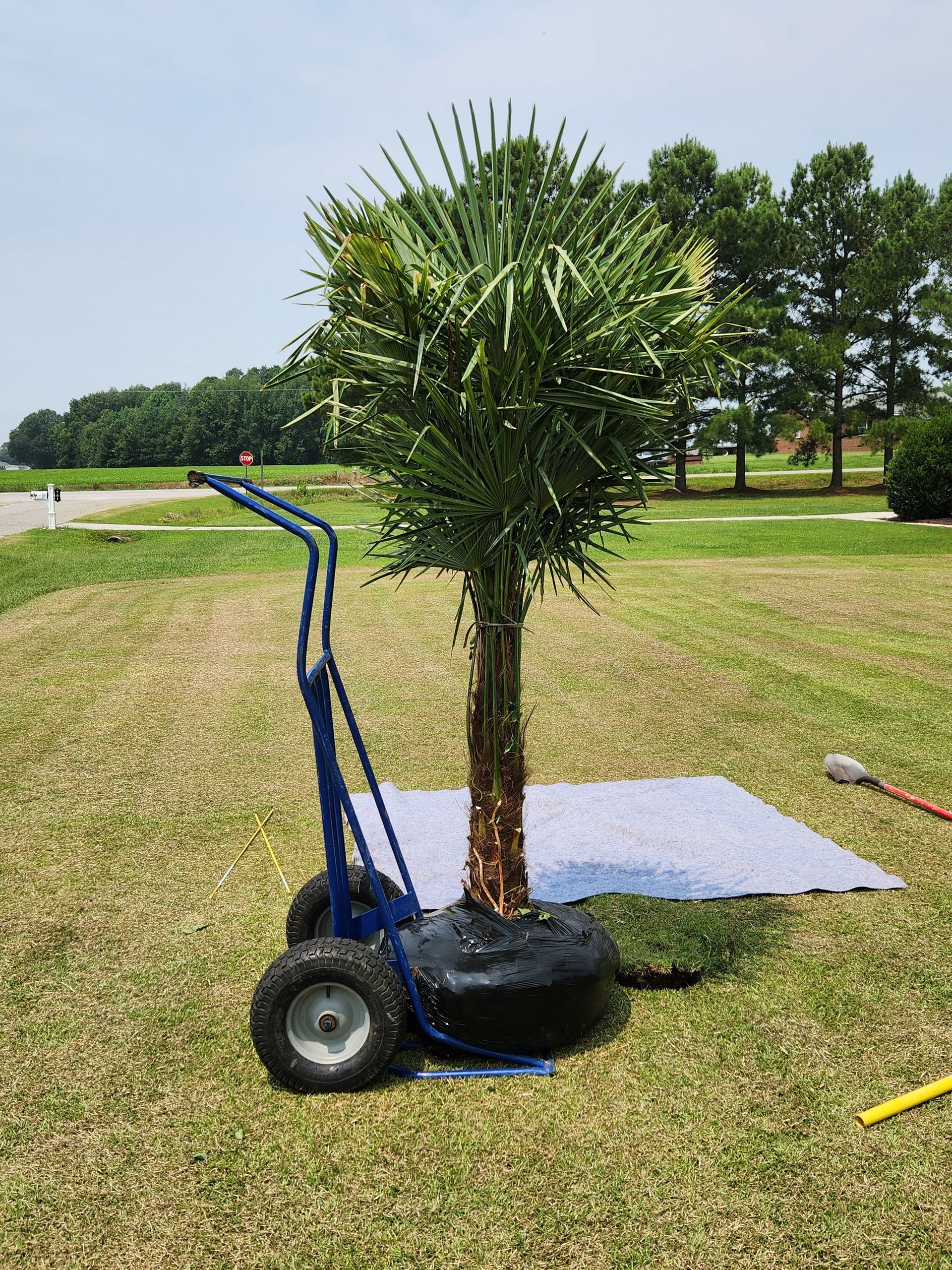 a palm tree is sitting on top of a blue cart in a grassy field