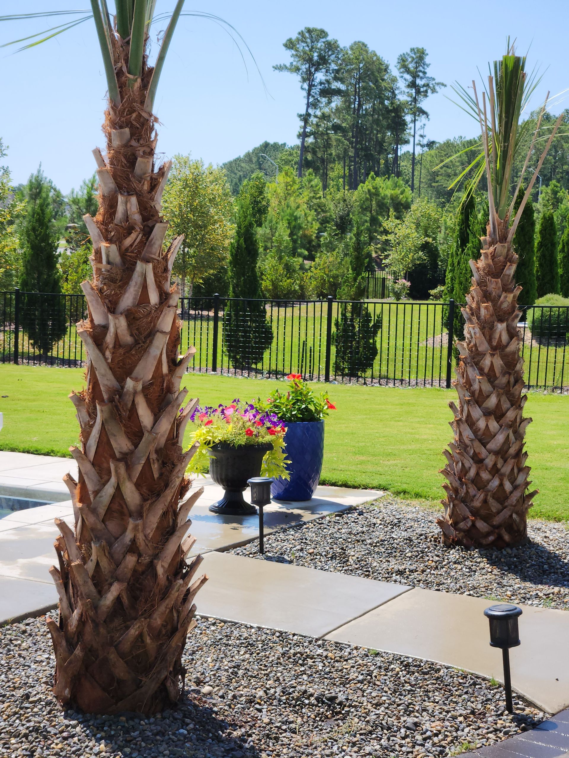 a couple of palm trees standing next to each other