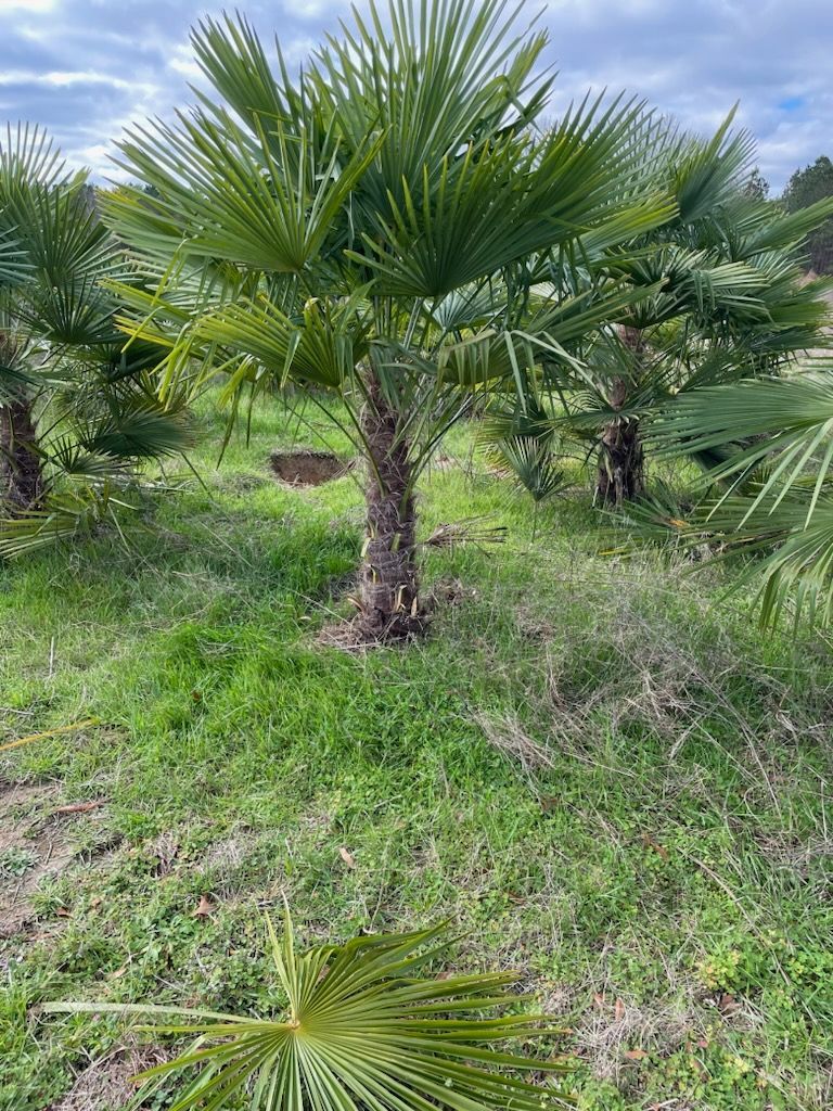 a group of palm trees are growing in a field