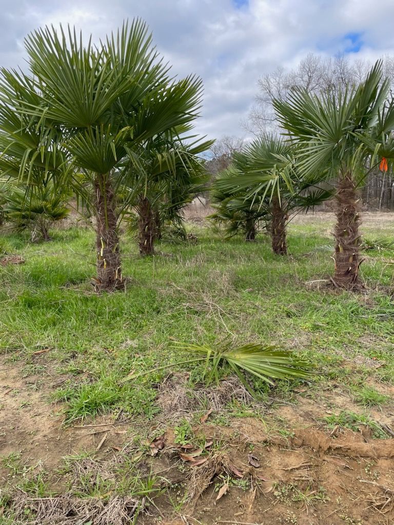 a row of palm trees in a grassy field