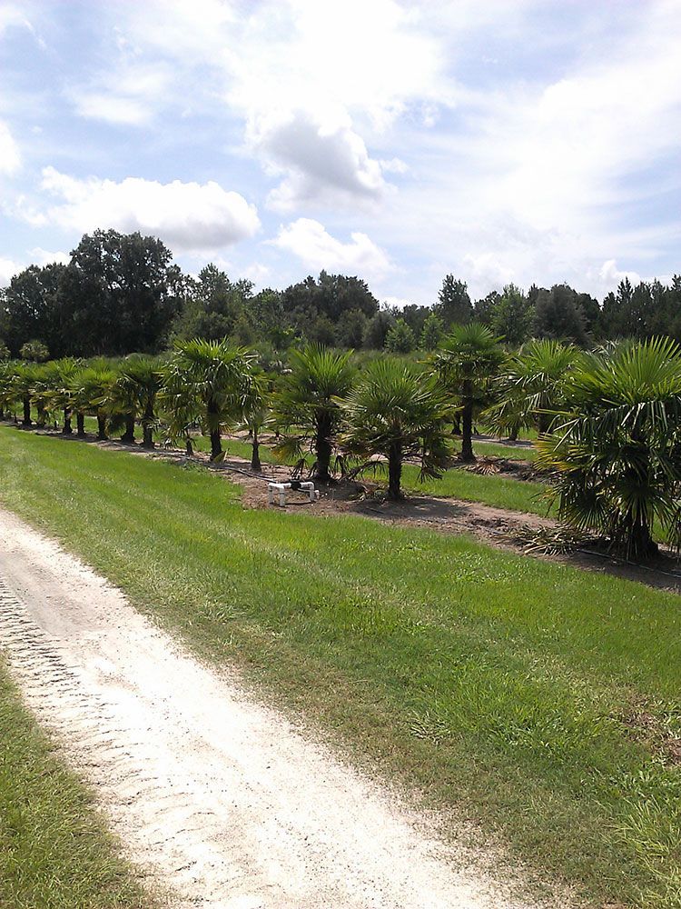 a dirt road going through a field of palm trees