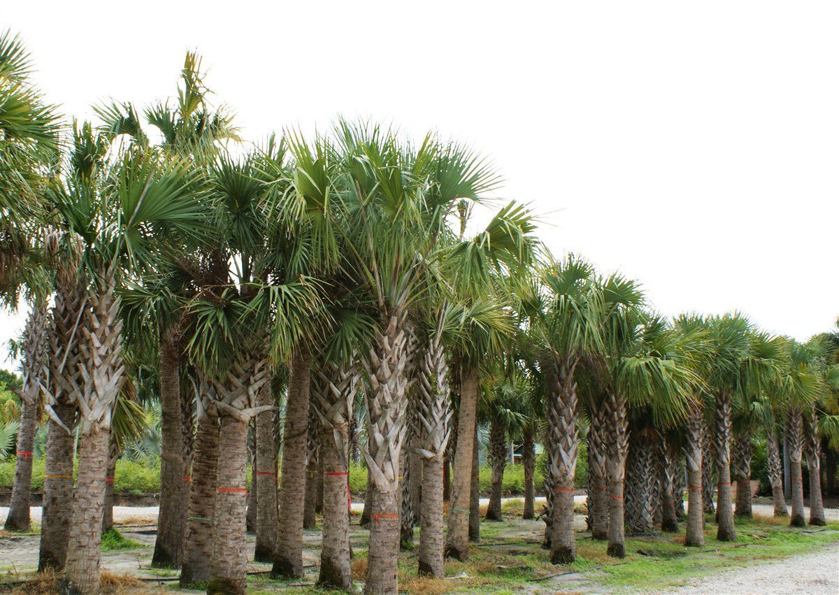 a row of palm trees are lined up on a dirt road