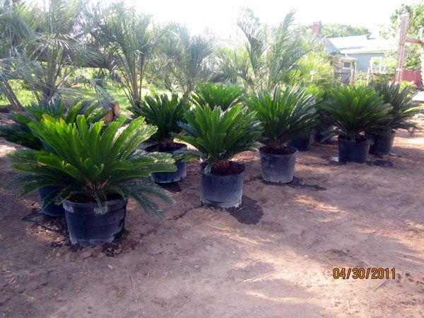 a bunch of potted plants with the date 04/30/2011 on the bottom