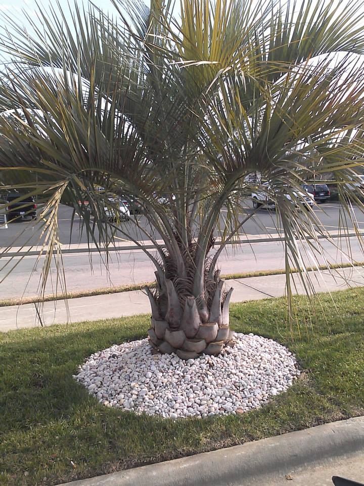 a palm tree is sitting in the grass next to a road