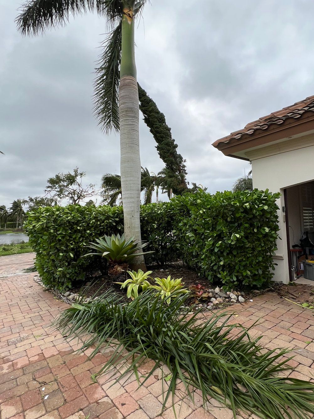 a palm tree is twisted in the wind in front of a house