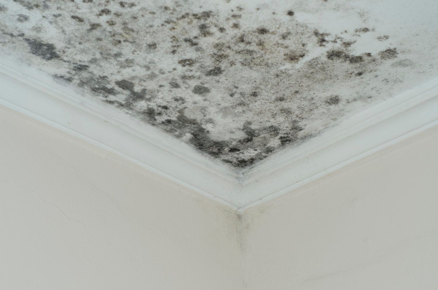 a close-up of a ceiling with black mold growing on it 