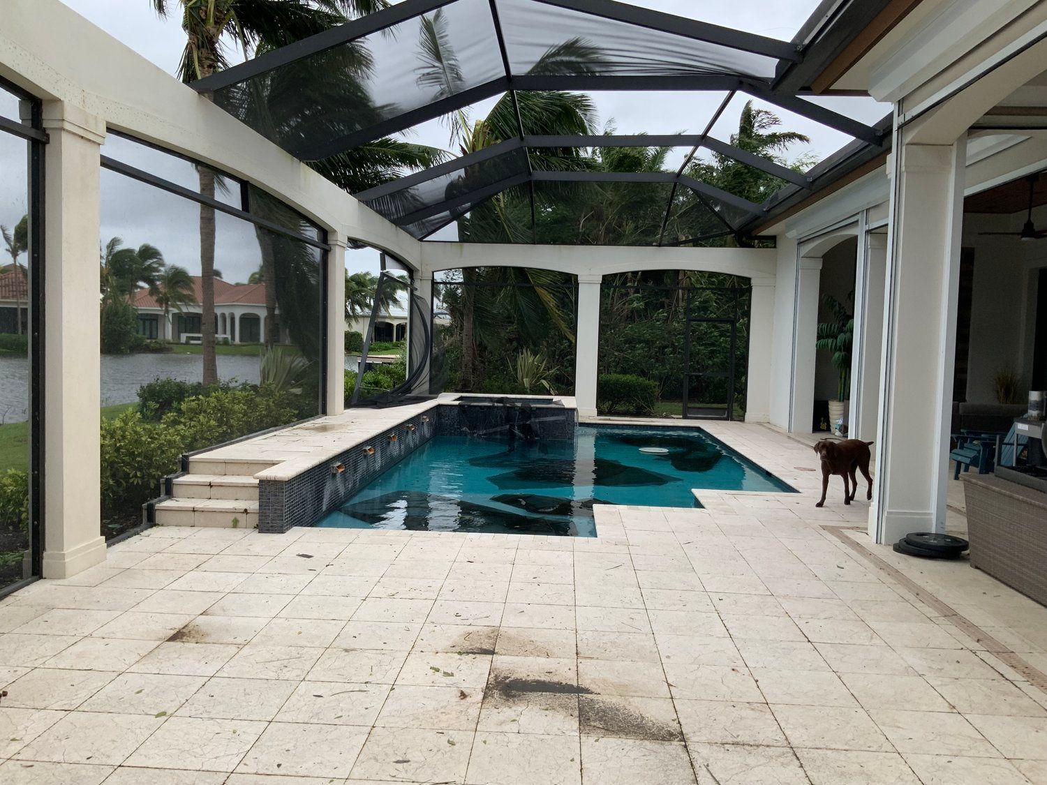 a dog is standing next to a large swimming pool