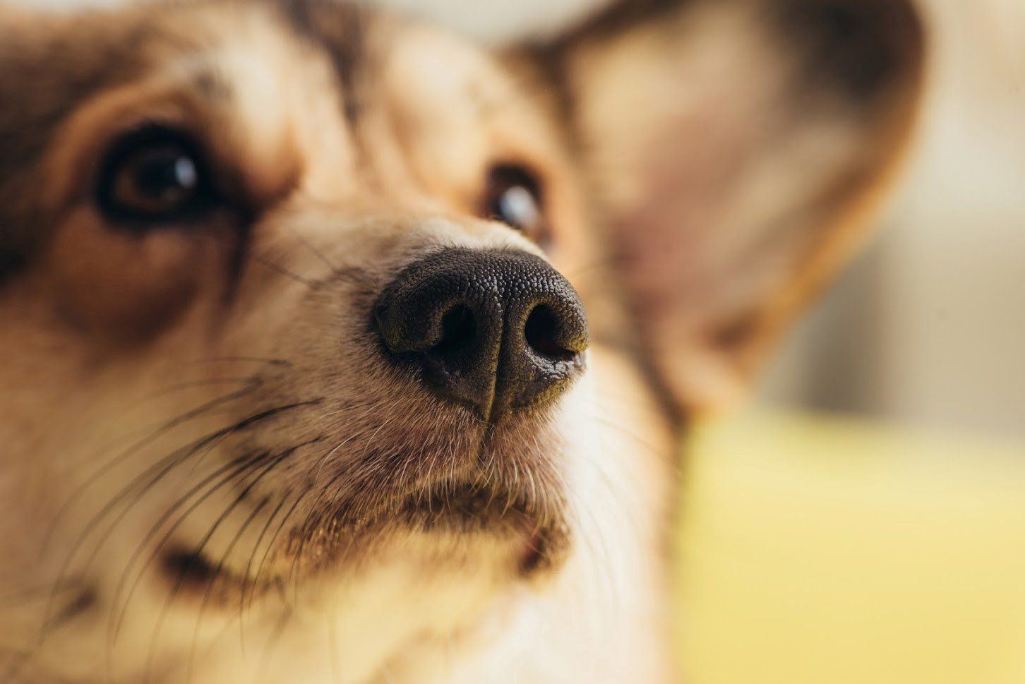 Close-up of a corgi dog's nose, looking up with a slightly blurred background.