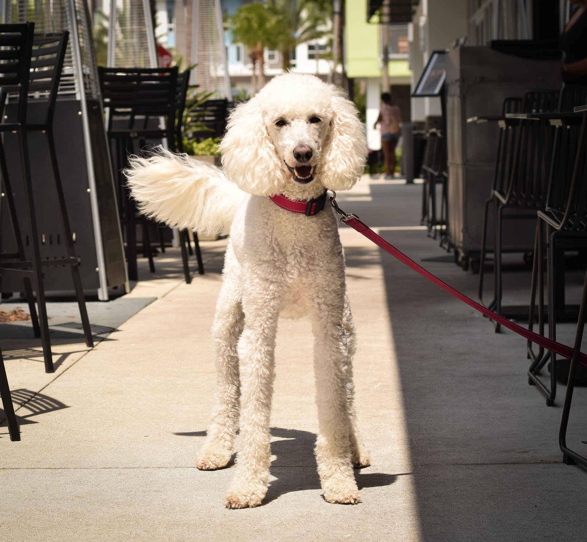 A white poodle on a leash standing on a sidewalk