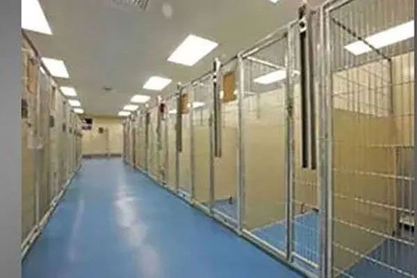 Empty animal shelter corridor with metal kennels and blue floor tiles