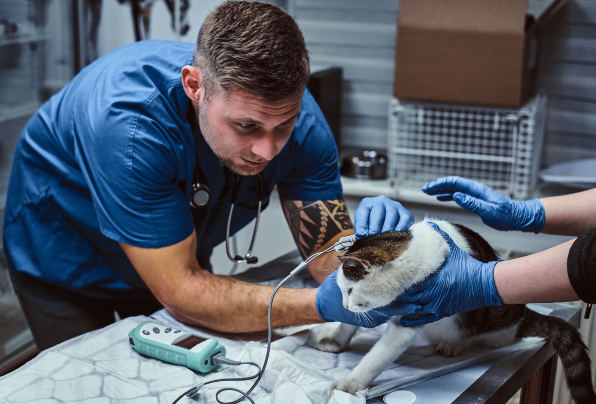 animal hospital