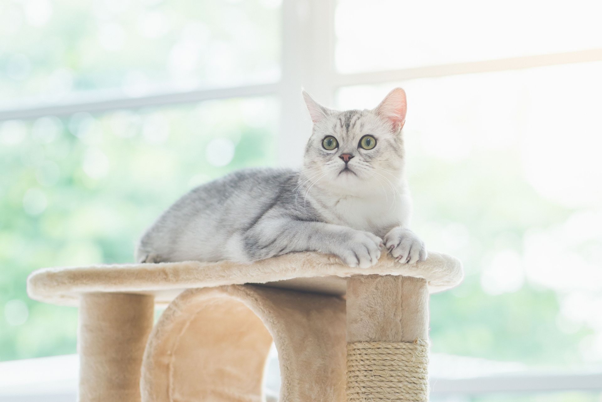 veterinarian appointments