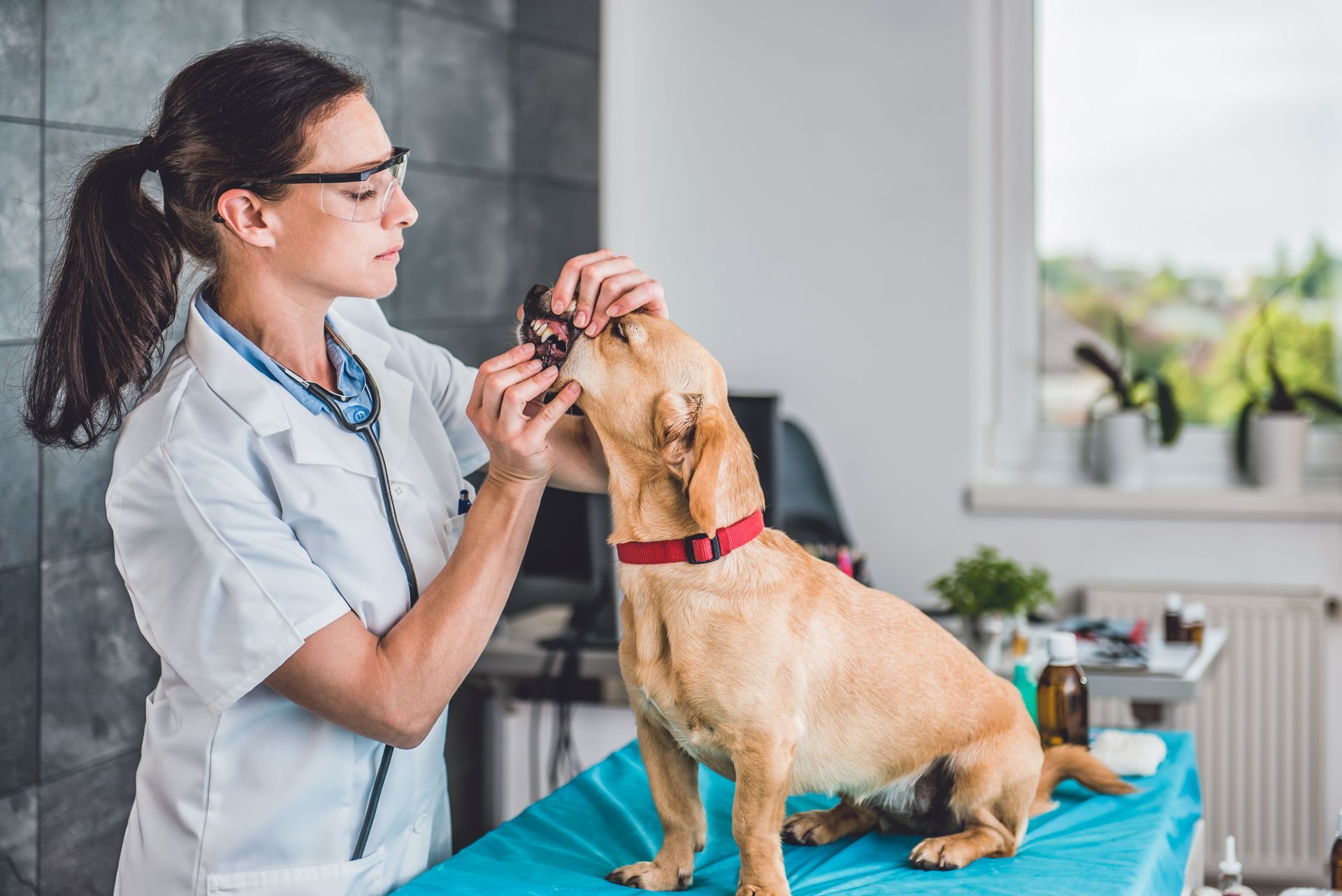 animal hospital appointments