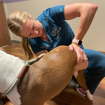 pet chiropractic care