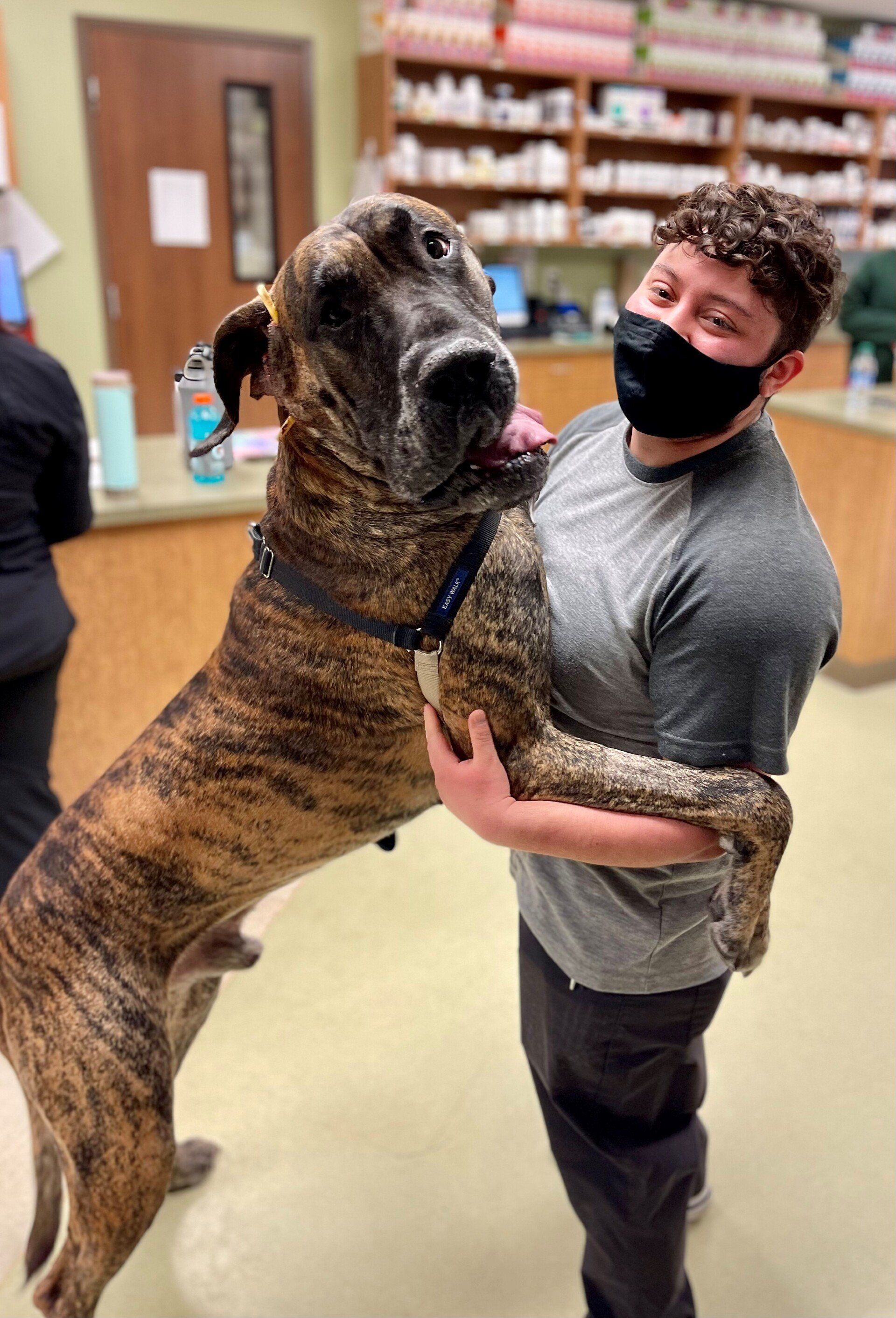 west toledo animal hospital