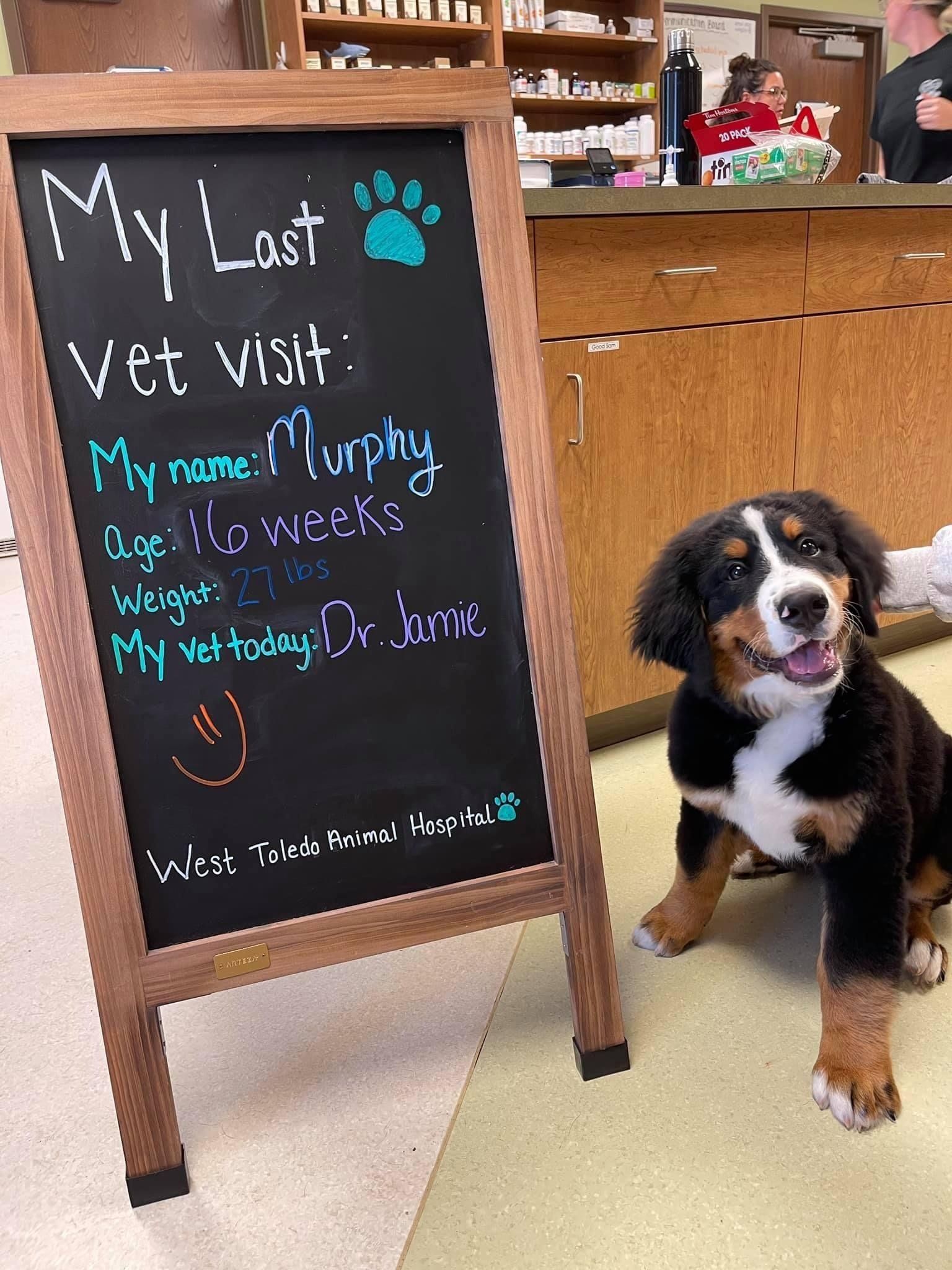 west toledo animal hospital