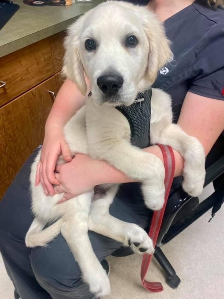 west toledo animal hospital