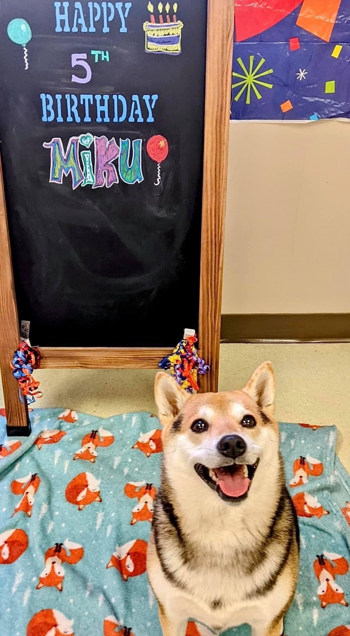 west toledo animal hospital