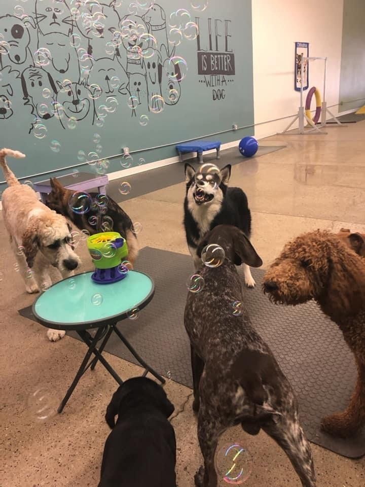 west toledo animal hospital