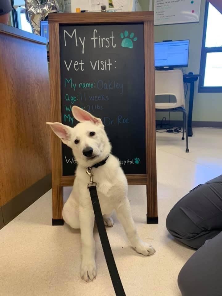 west toledo animal hospital