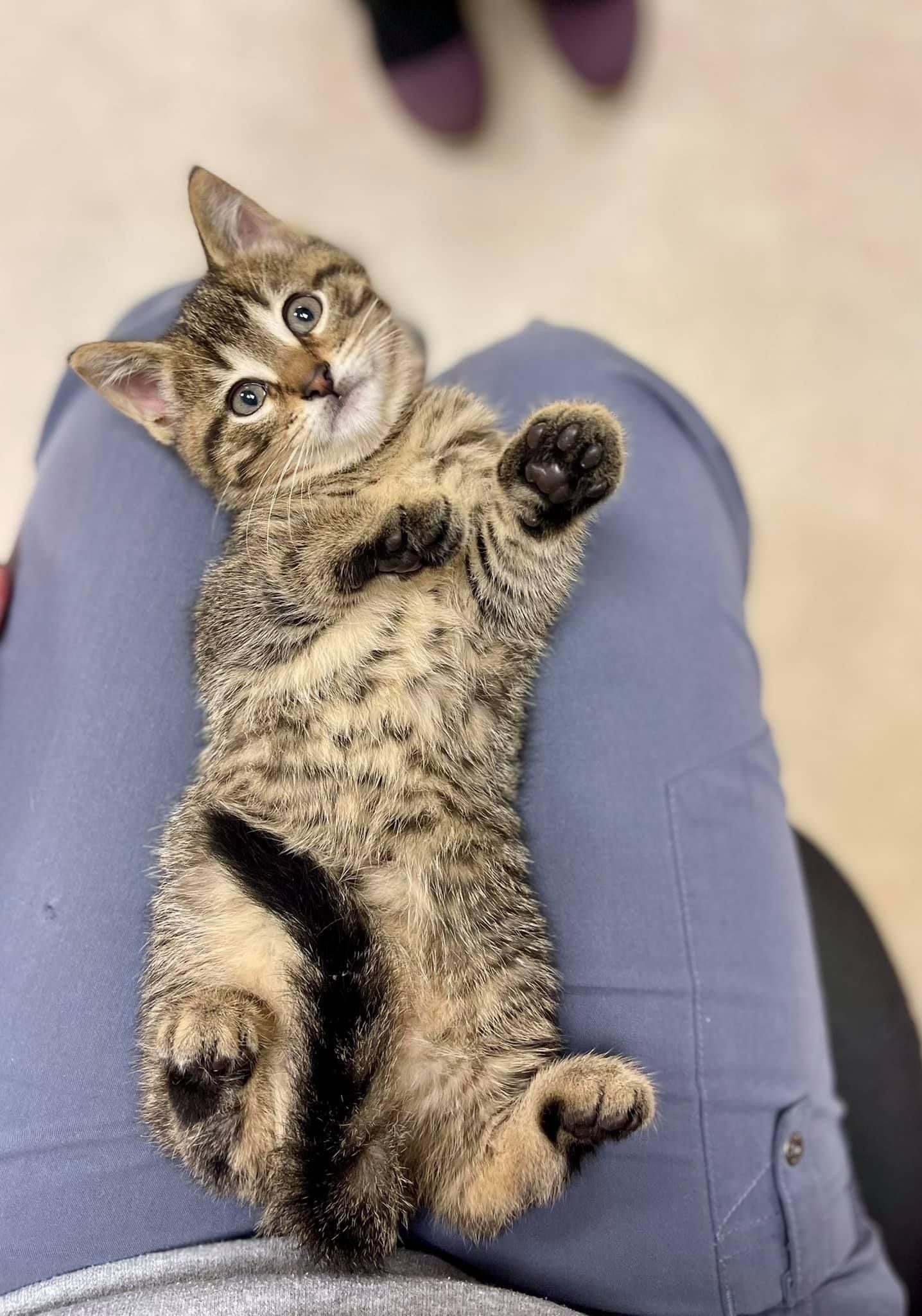 west toledo animal hospital