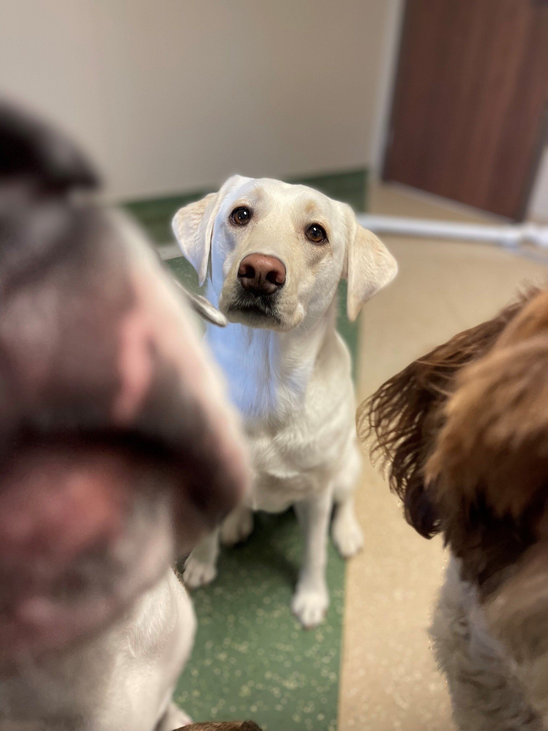 west toledo animal hospital