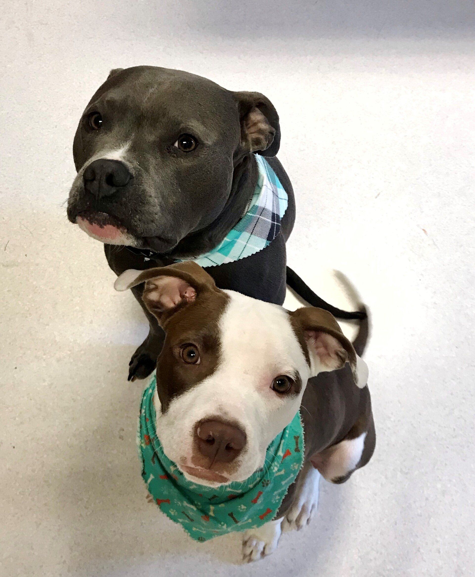 west toledo animal hospital