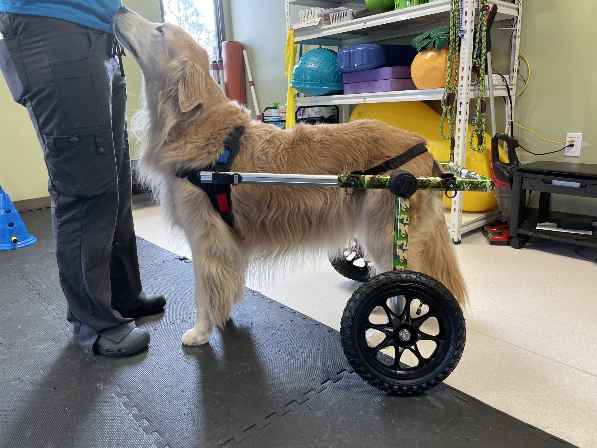 west toledo animal hospital