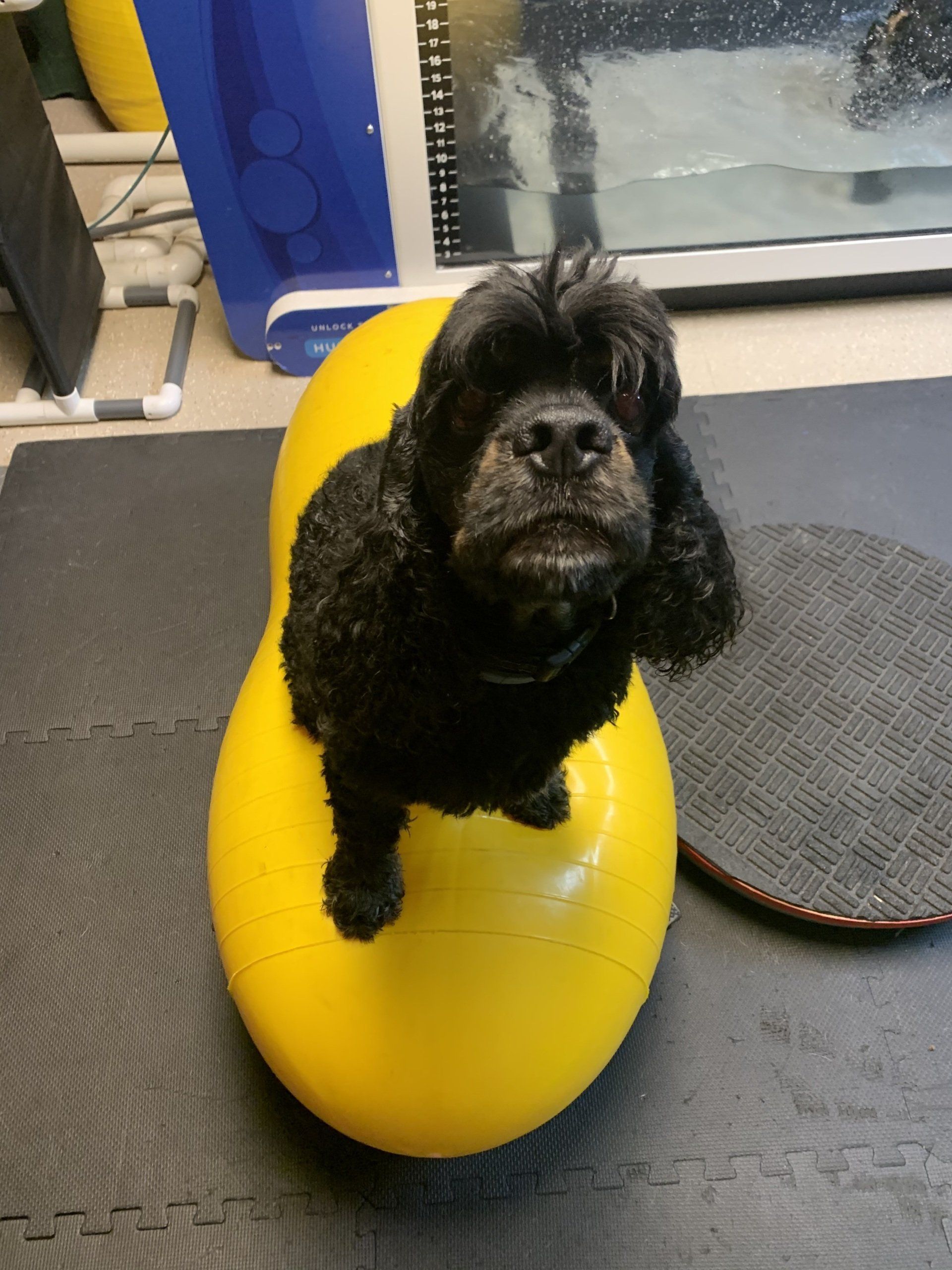 west toledo animal hospital