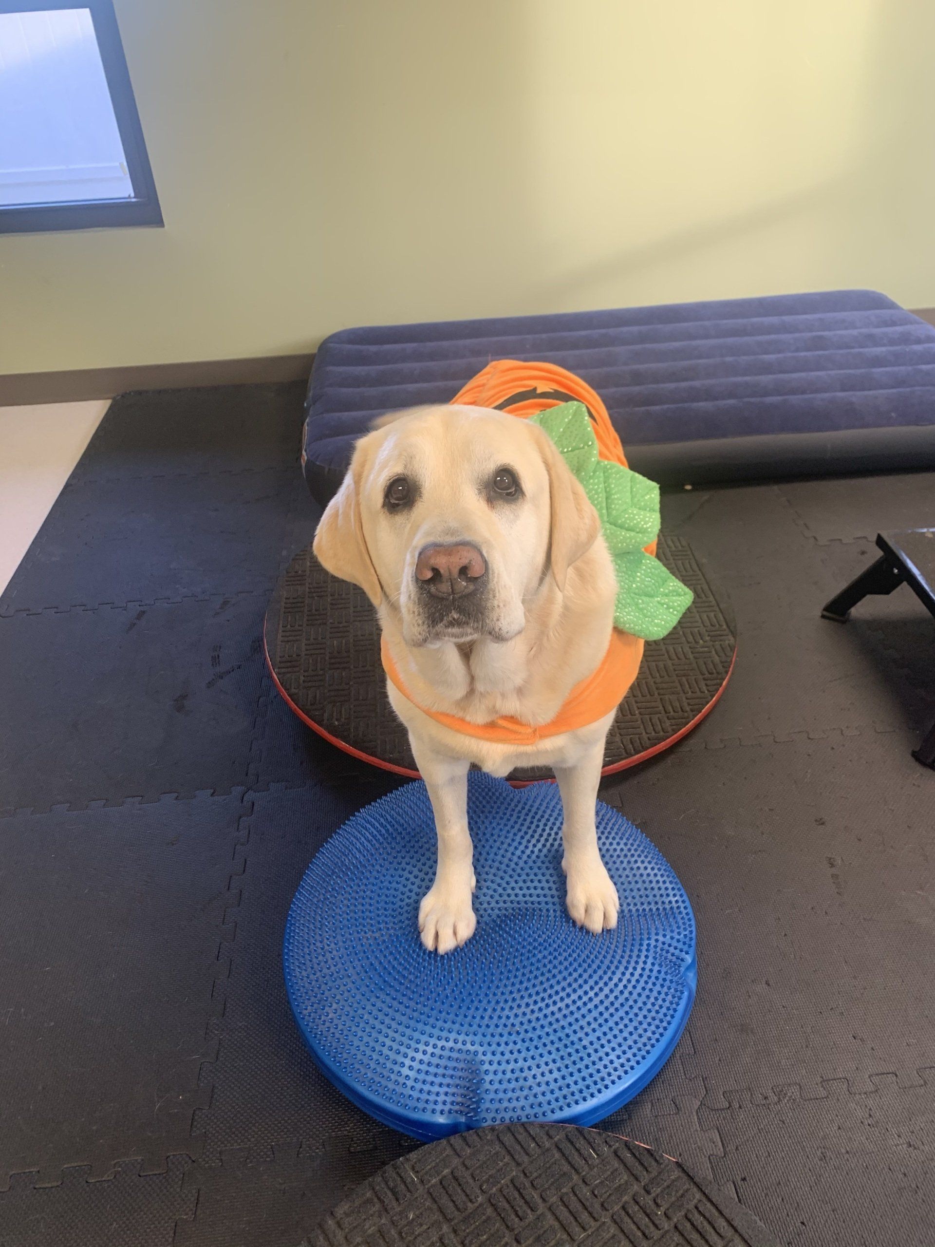 west toledo animal hospital