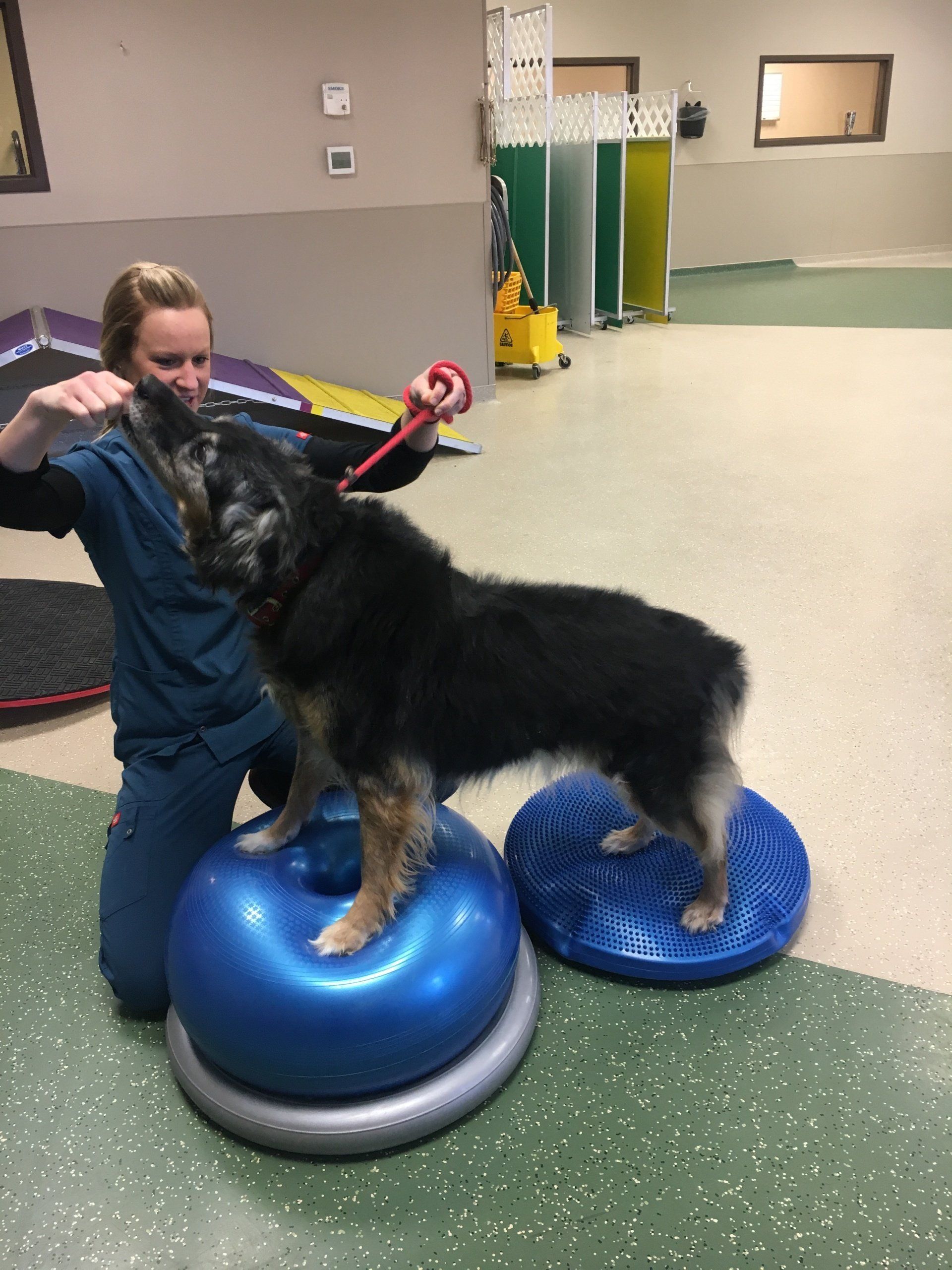 West Toledo Animal Hospital Photo Gallery Toledo, OH