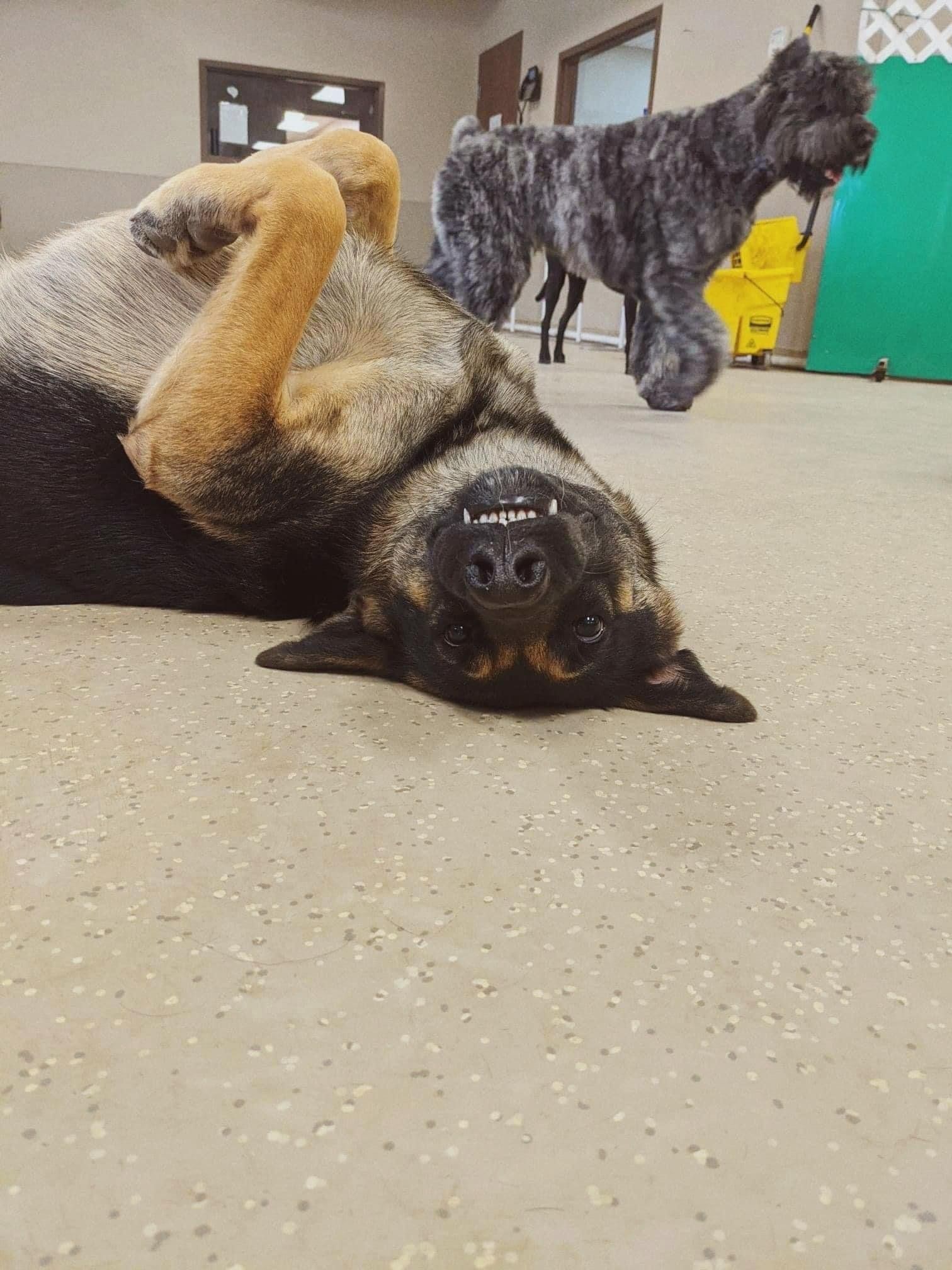 west toledo animal hospital