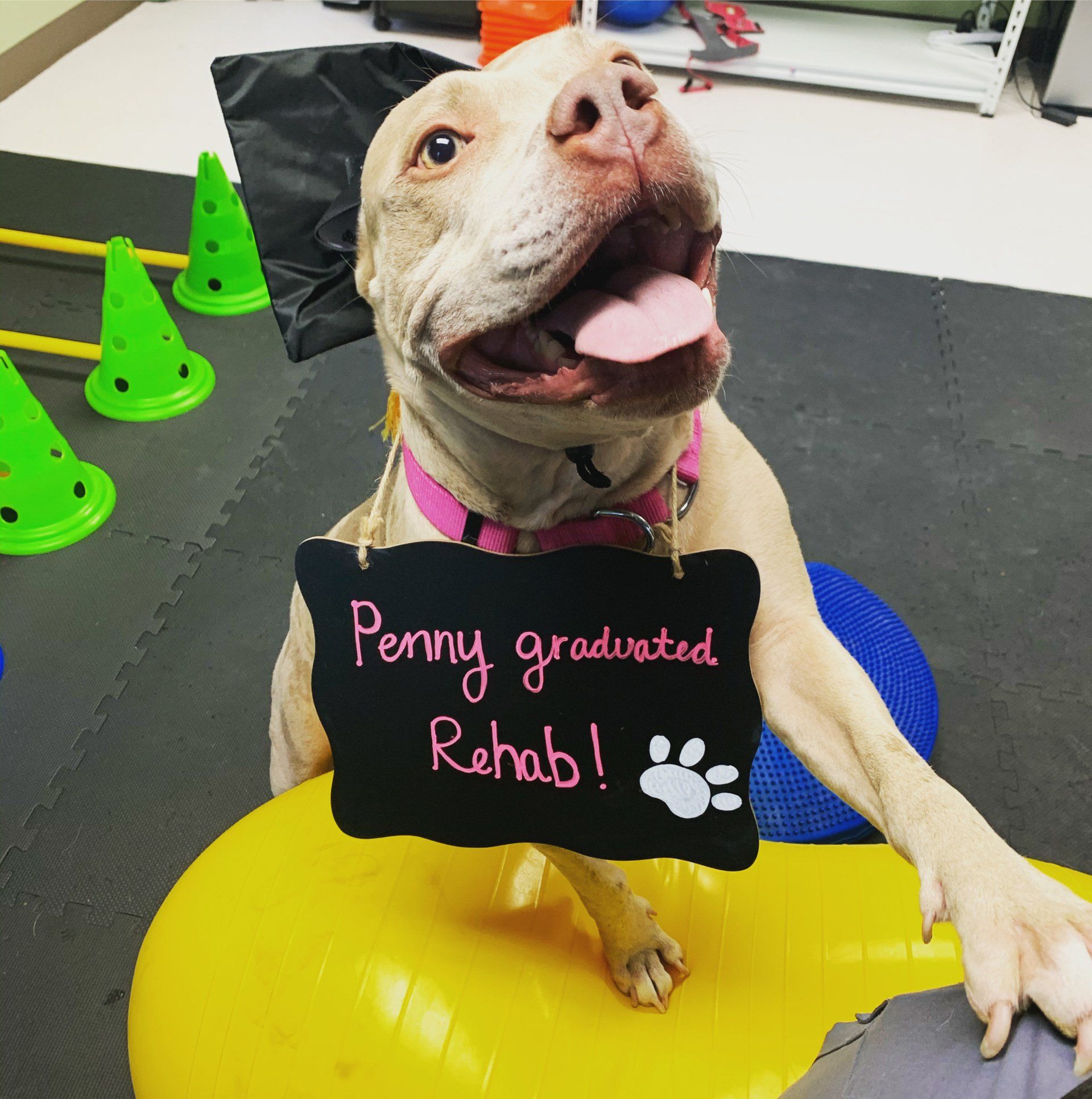 west toledo animal hospital