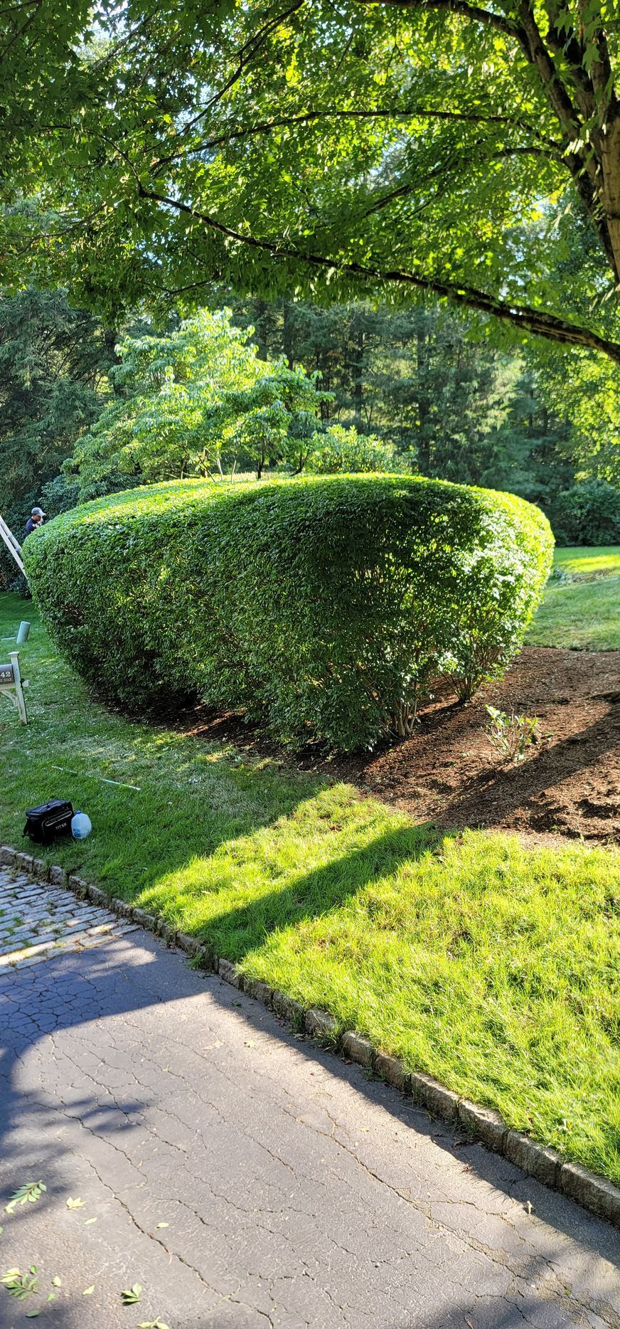 A person is cutting a hedge in a yard with a lawn mower.