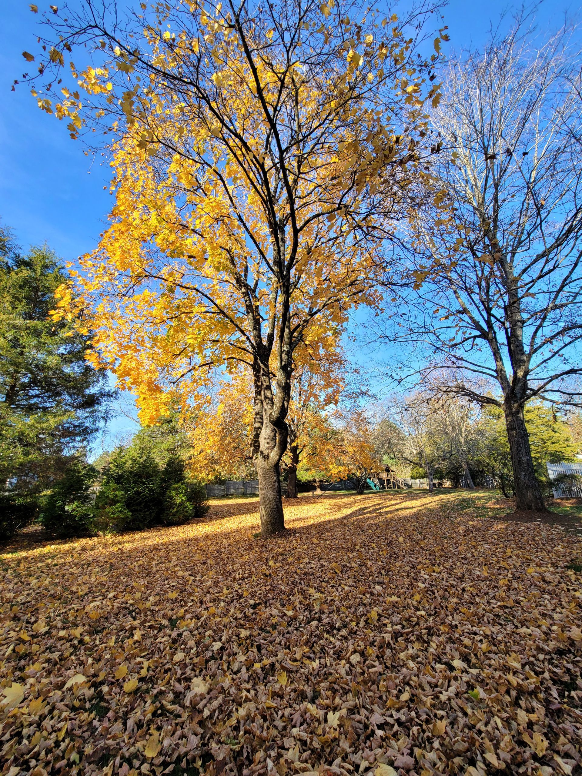 A tree with yellow leaves is in the middle of a field of leaves.