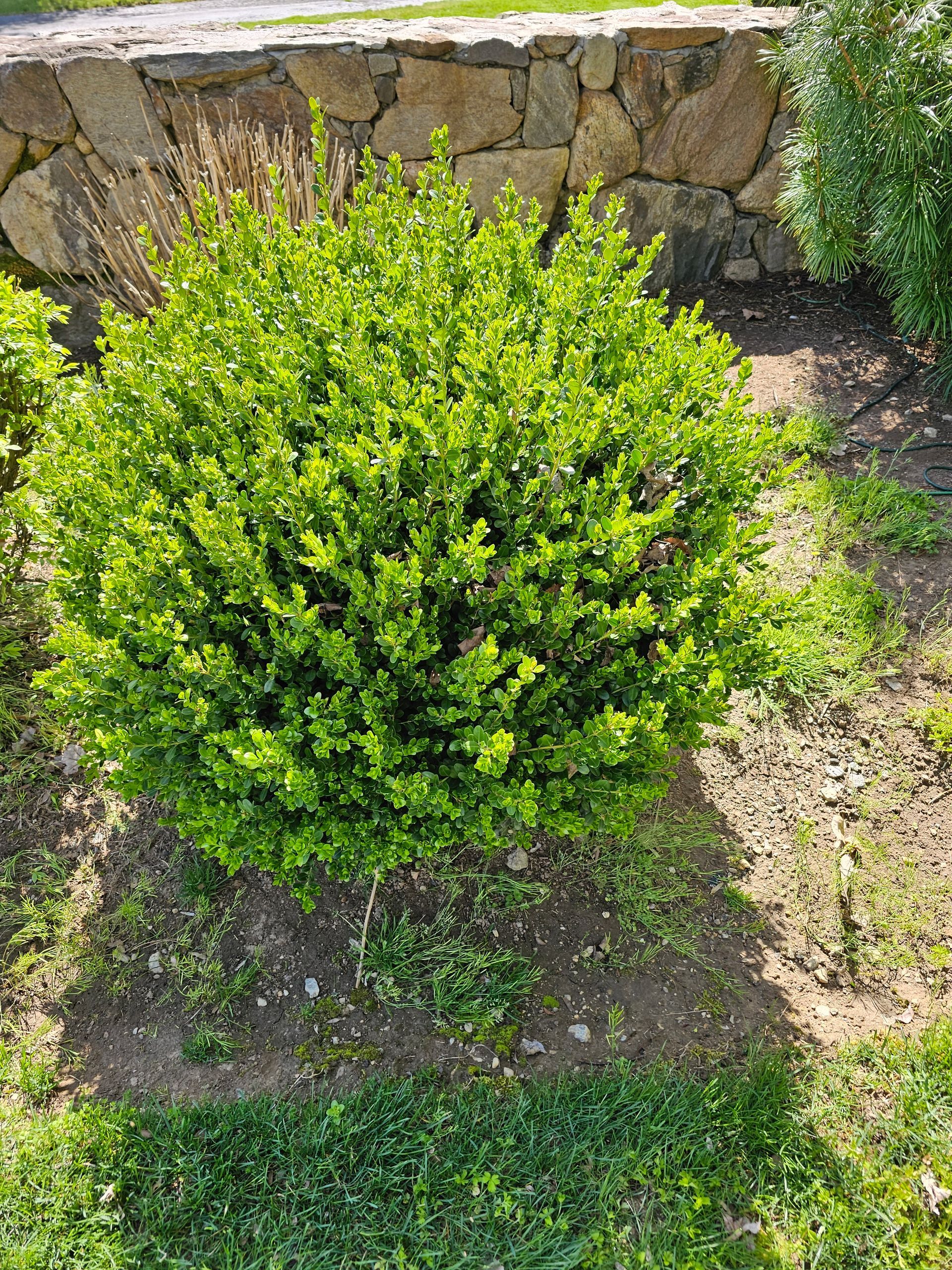 A small green bush is growing in a garden next to a stone wall.