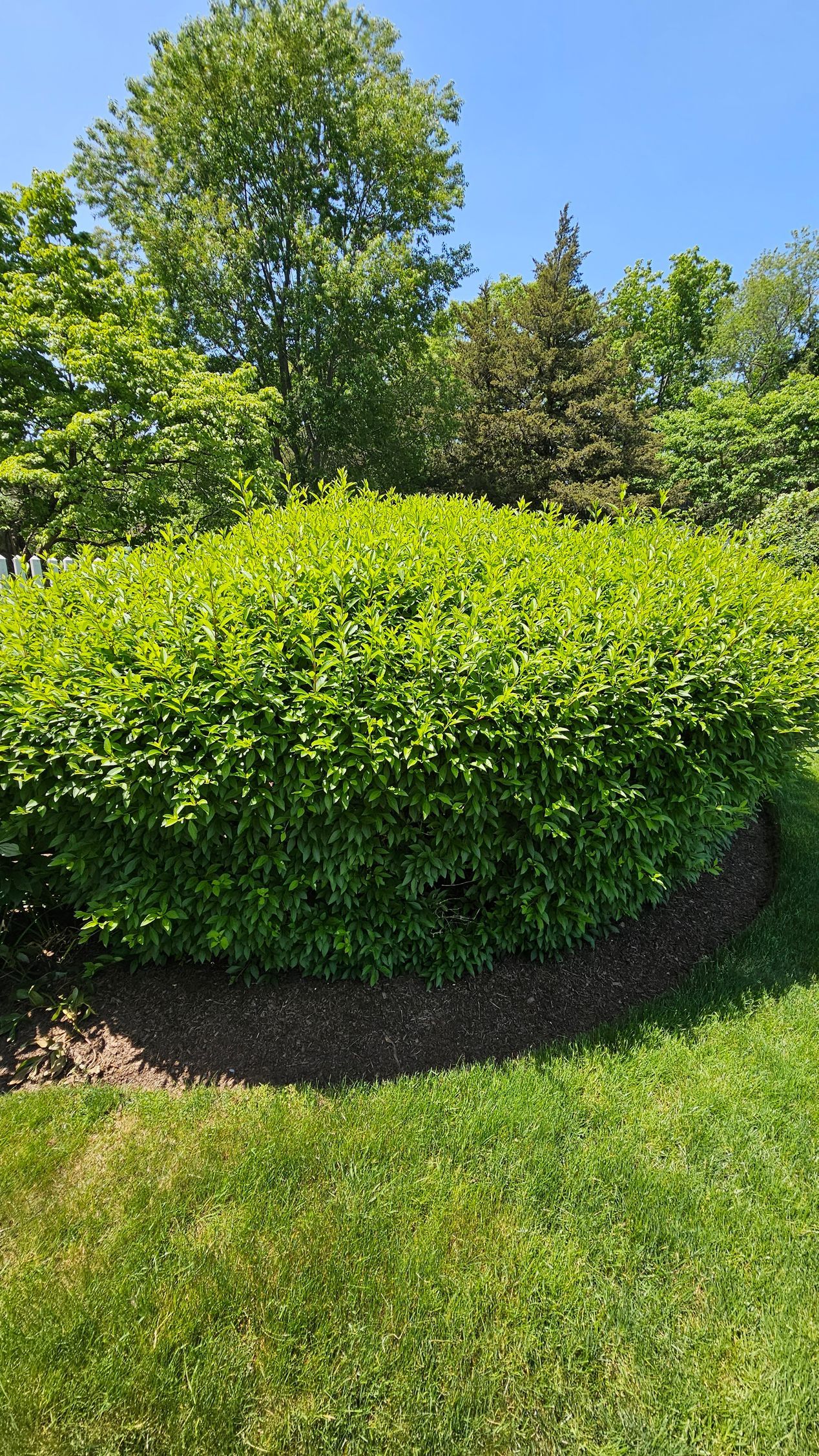 A bush with lots of green leaves is in the middle of a lush green field.