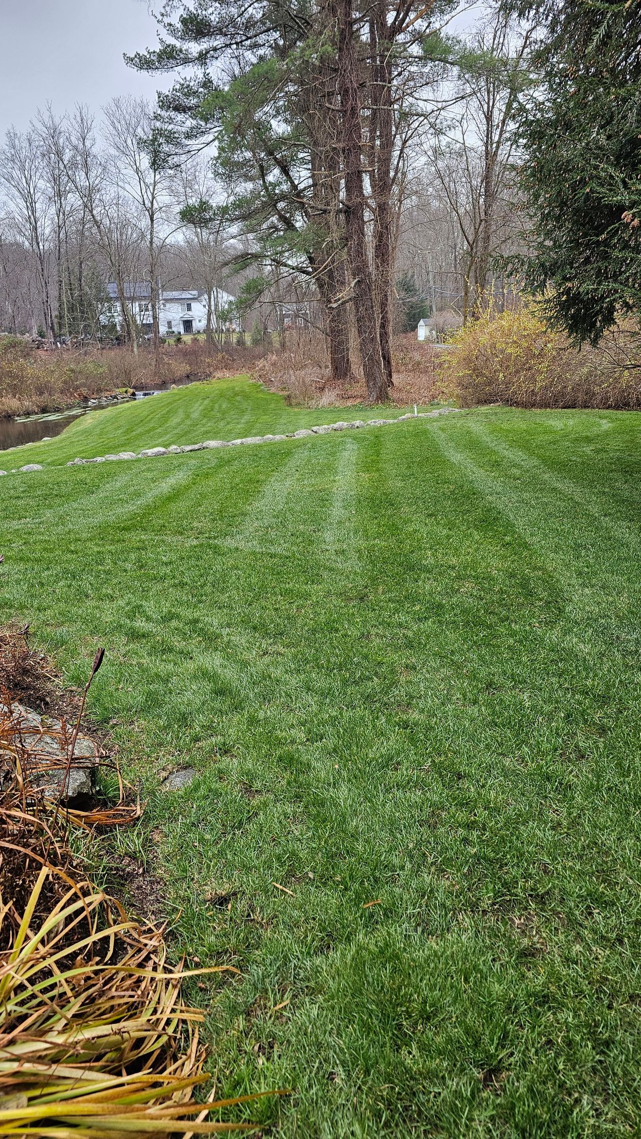 A lush green field of grass with trees in the background.