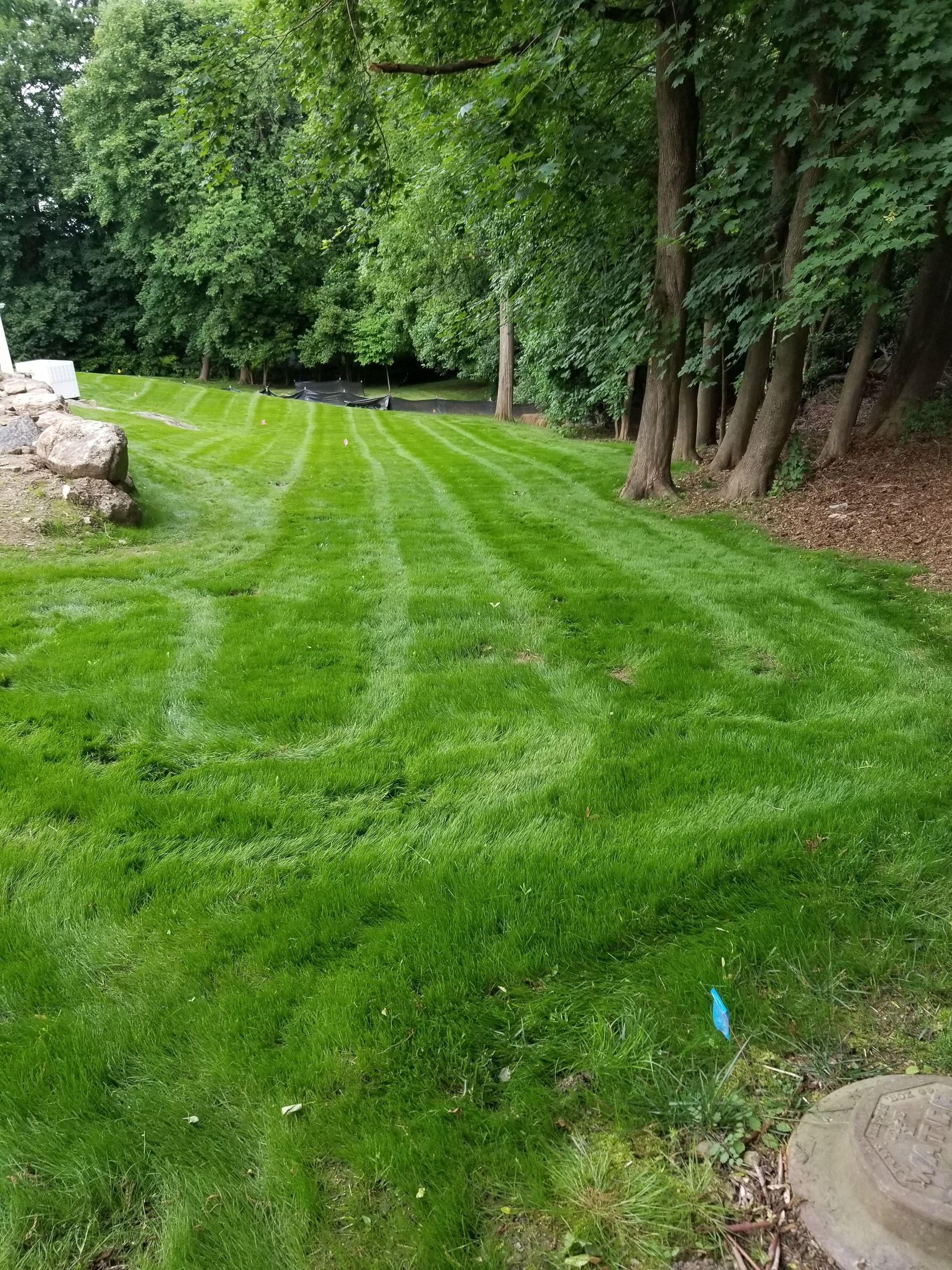 A lush green lawn with trees in the background.